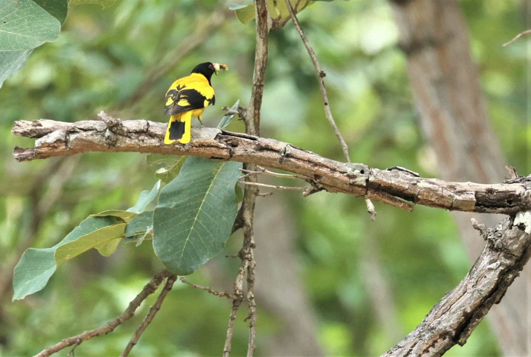 Black-hooded Oriole (Oriolus xanthornus) Huai Kha Khaeng Wildlife Sanctuary Thailand (5).jpg