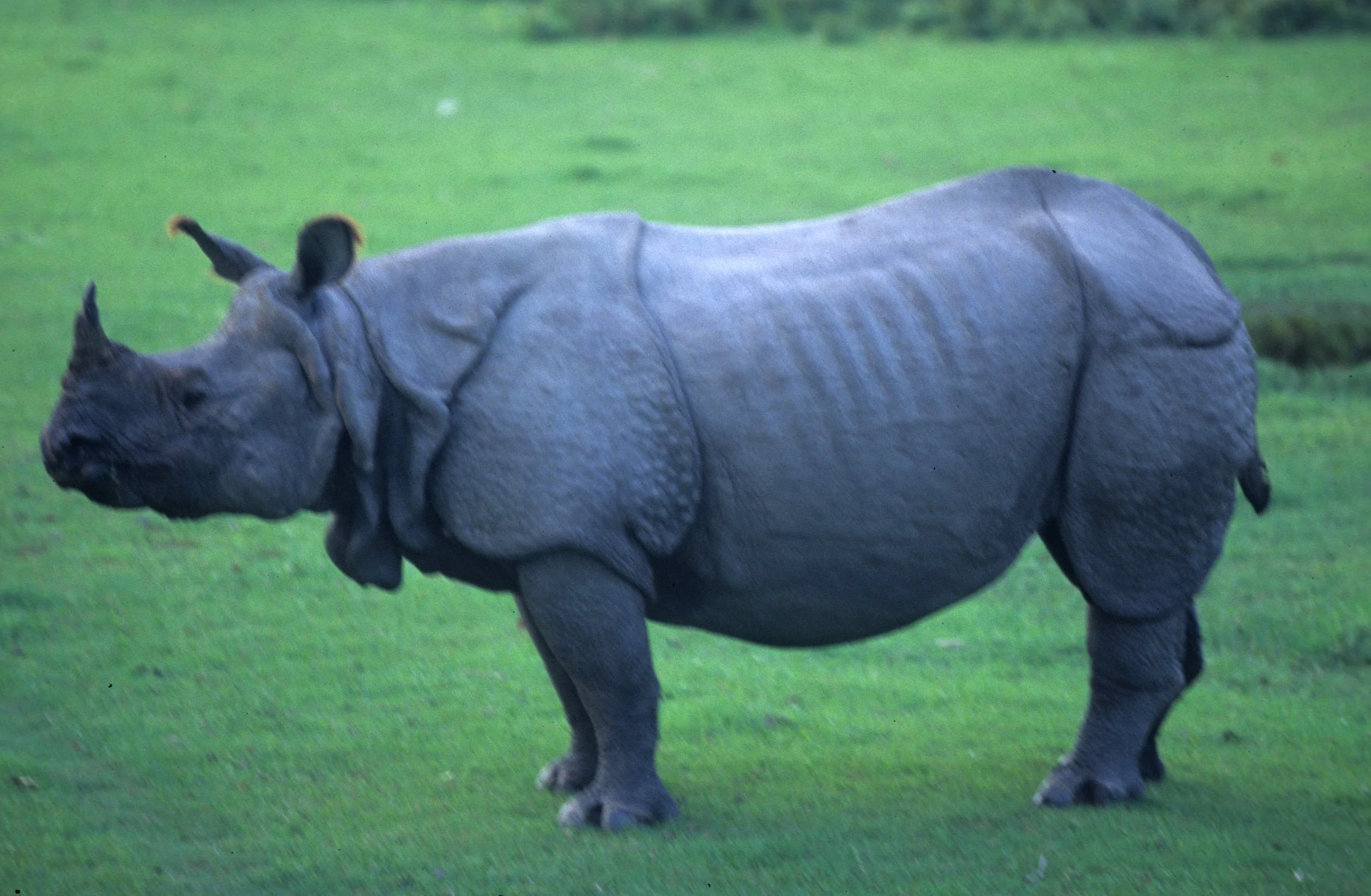RHINO - ASIAN RHINO - CHITWAN NEPAL F.jpg