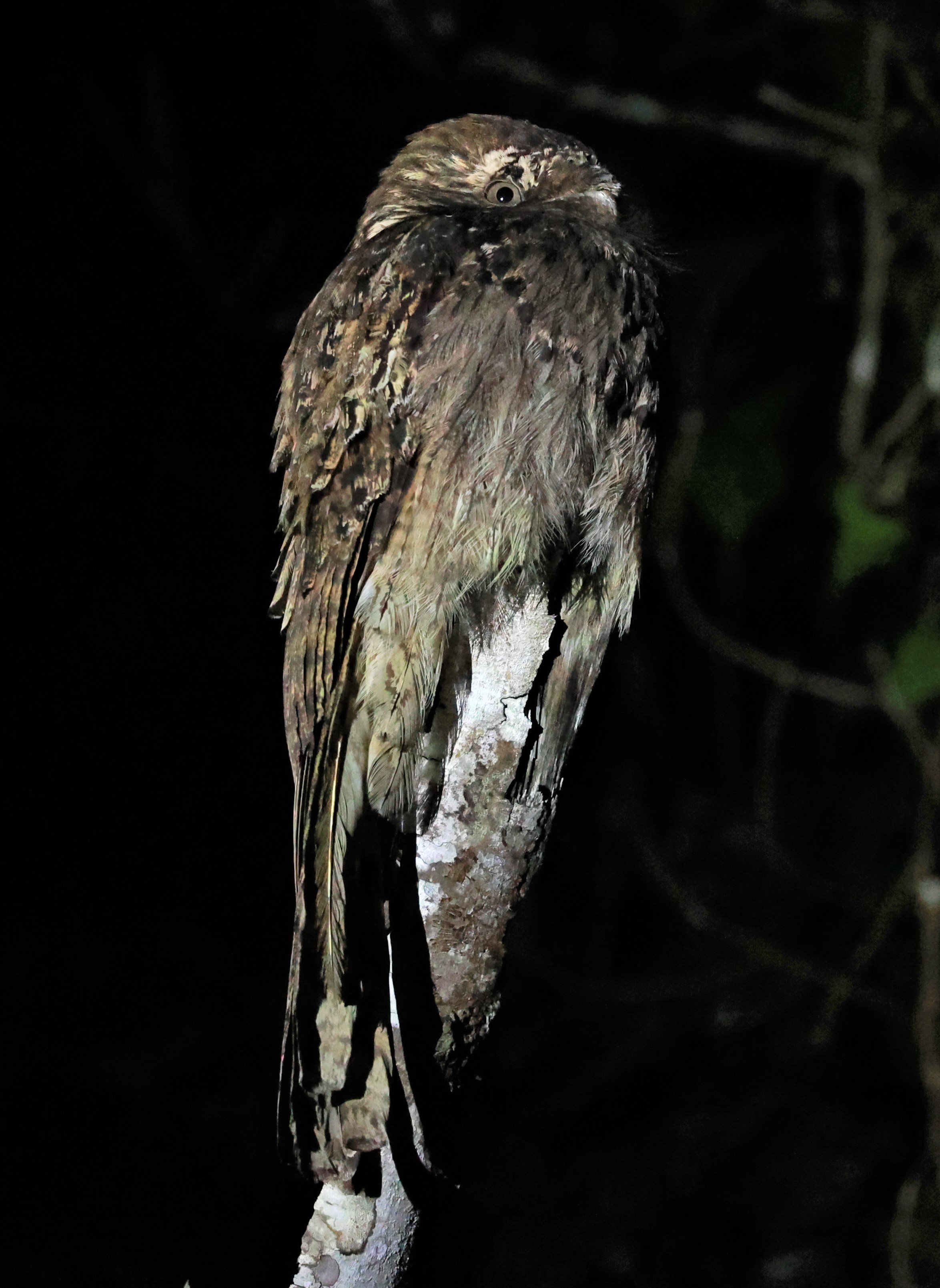 Potoo - Common Potoo - Nyctibius griseus - Augusto Ruschi Biological Reserve, Santa Teresa, Brazil (12).jpg