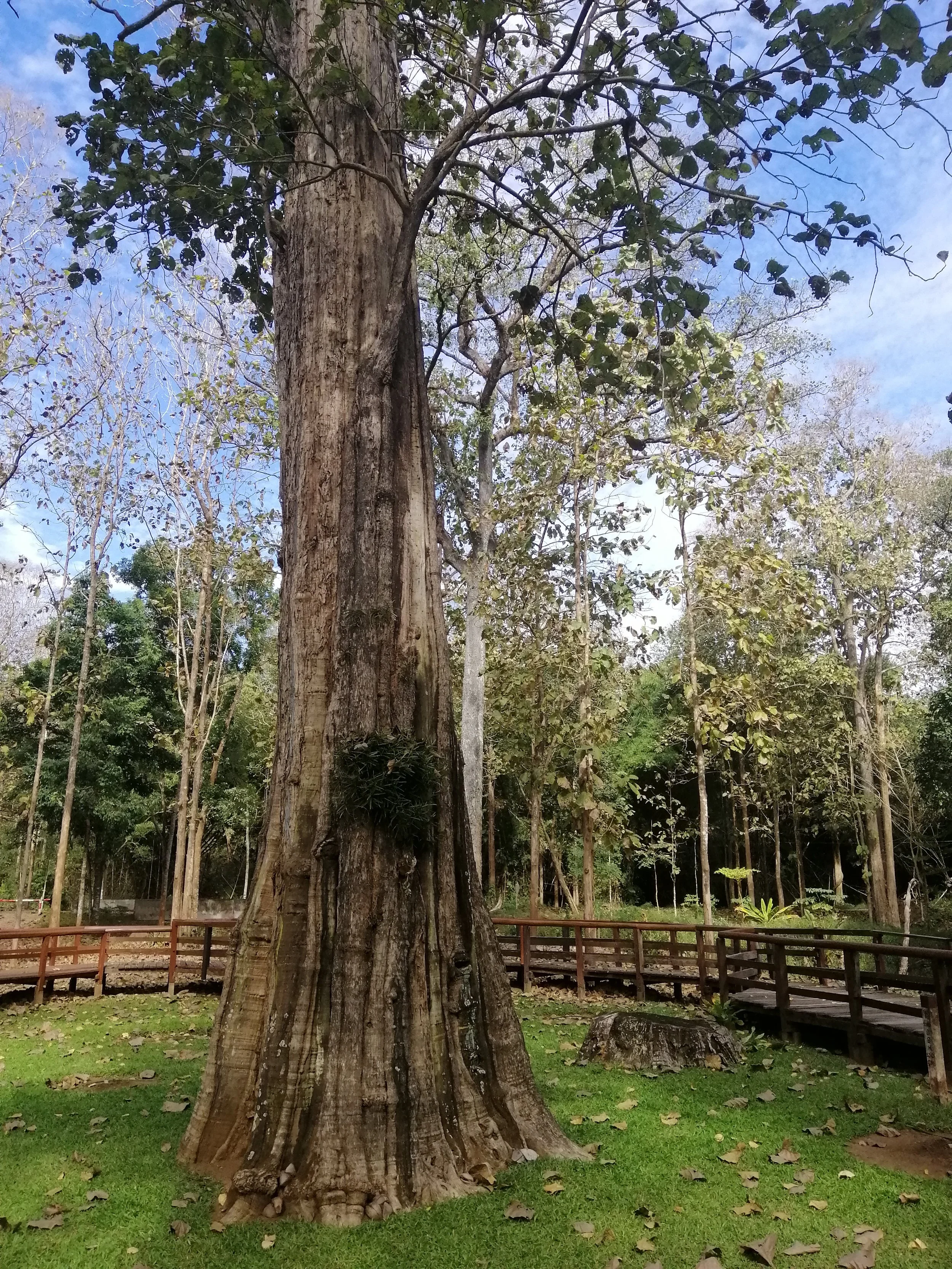 Thailand's Largest Teakwood National Park