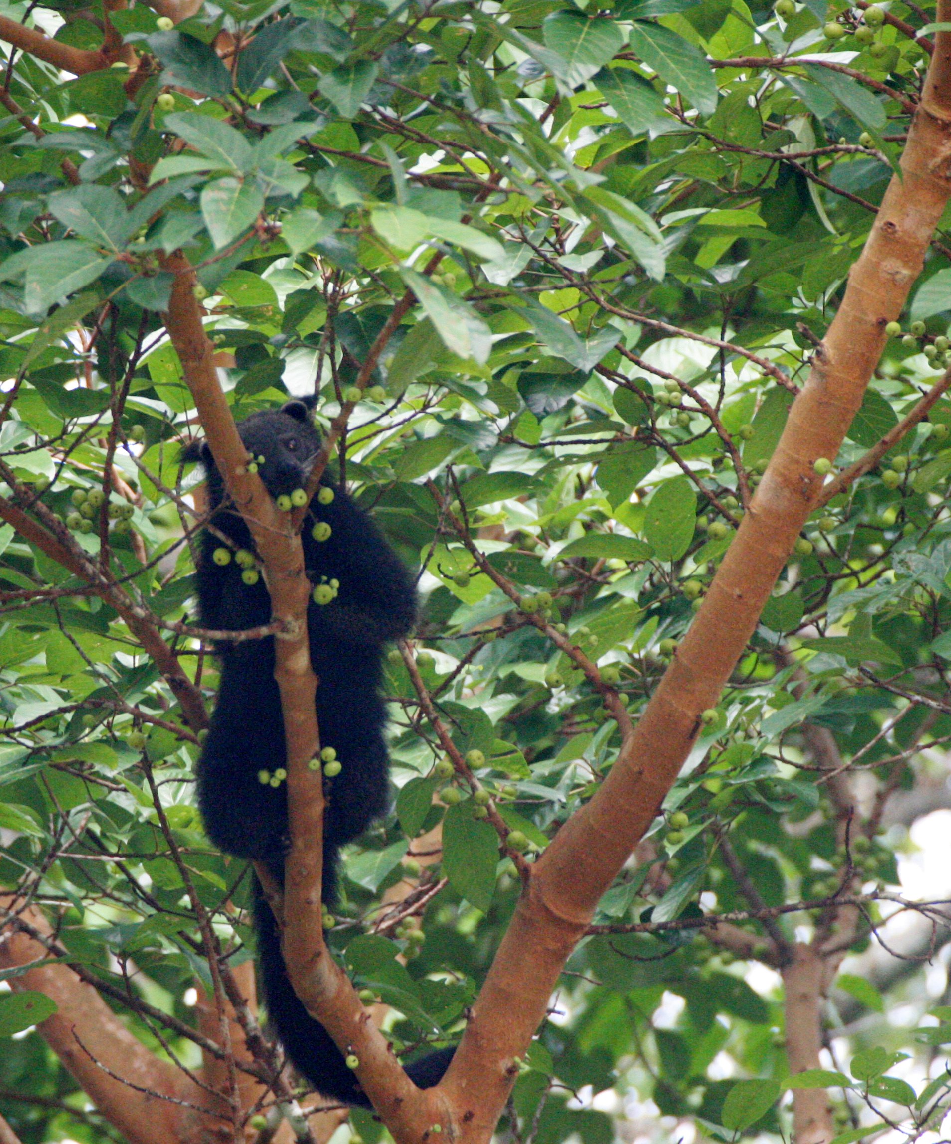 Arctictis binturong pageli -  BORNEAN BINTURONG (BEARCAT) - TABIN WILDLIFE RESERVE BORNEO (51).JPG