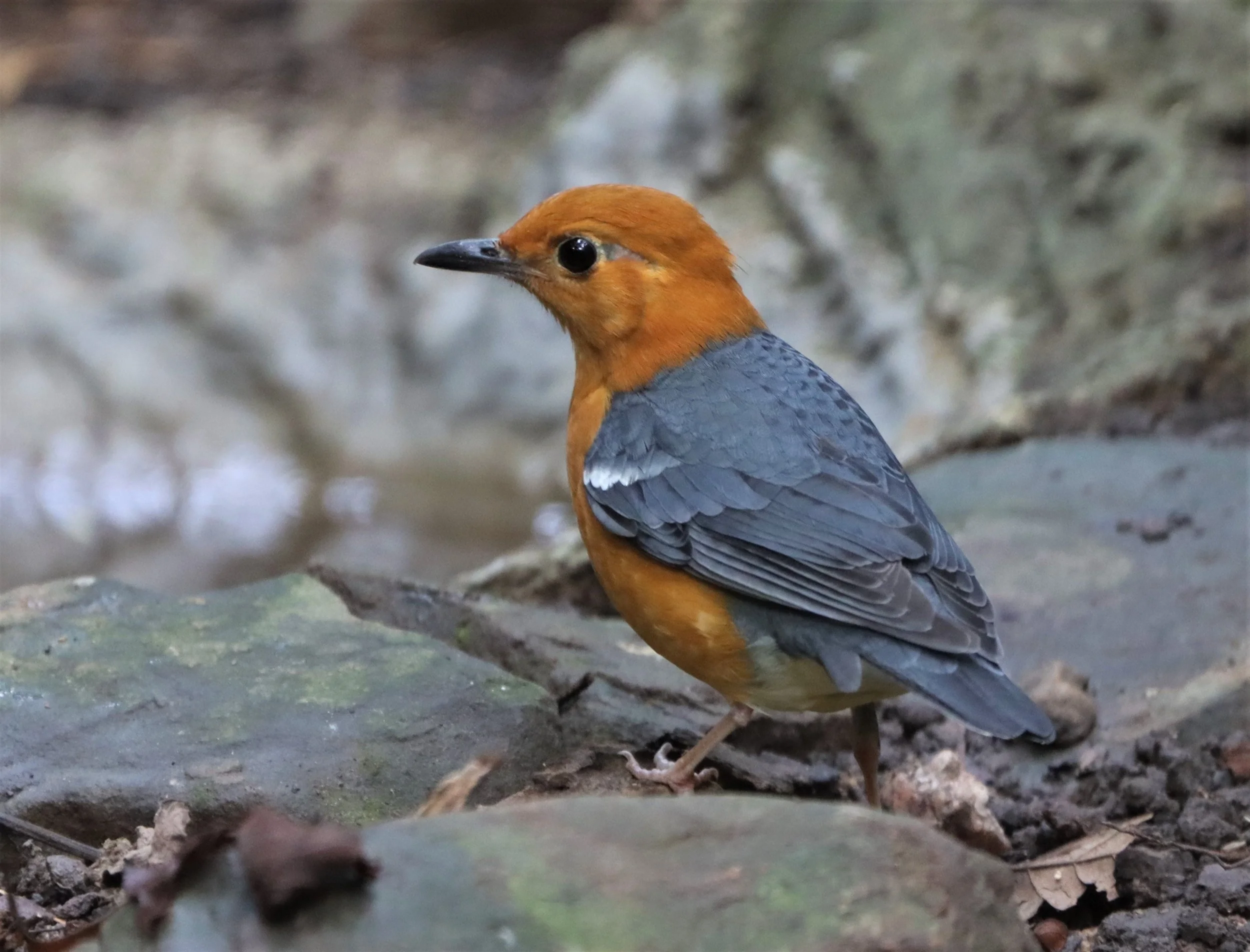 Orange-headed Thrush (Zoothera citrina) Neung Hide Kaeng Krachan NP (10).jpg