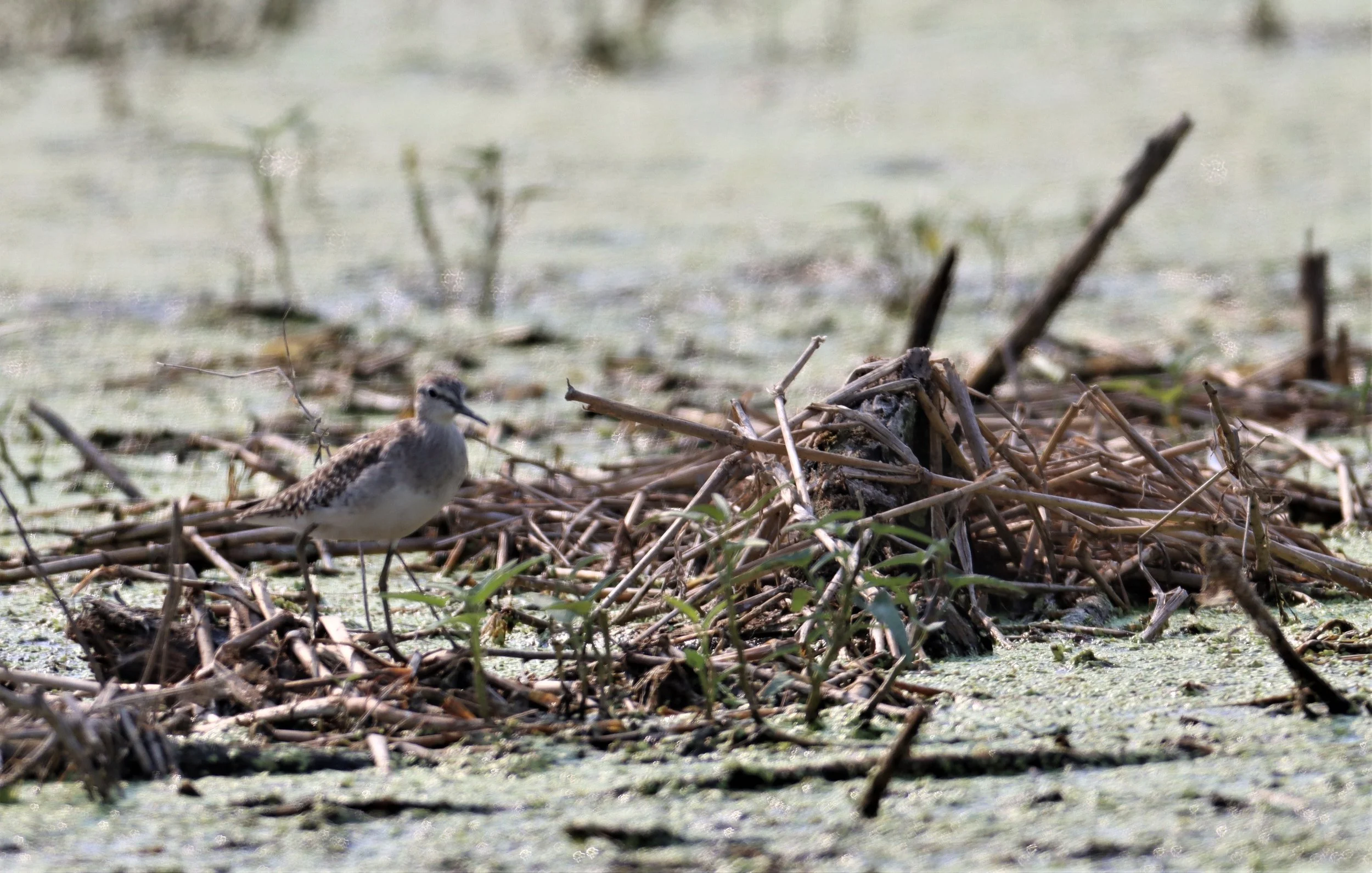 SNIPE - COMMON SNIPE - Gallinago gallinago - LAT KRABANG WETLANDS NEAR BKK (143).jpg