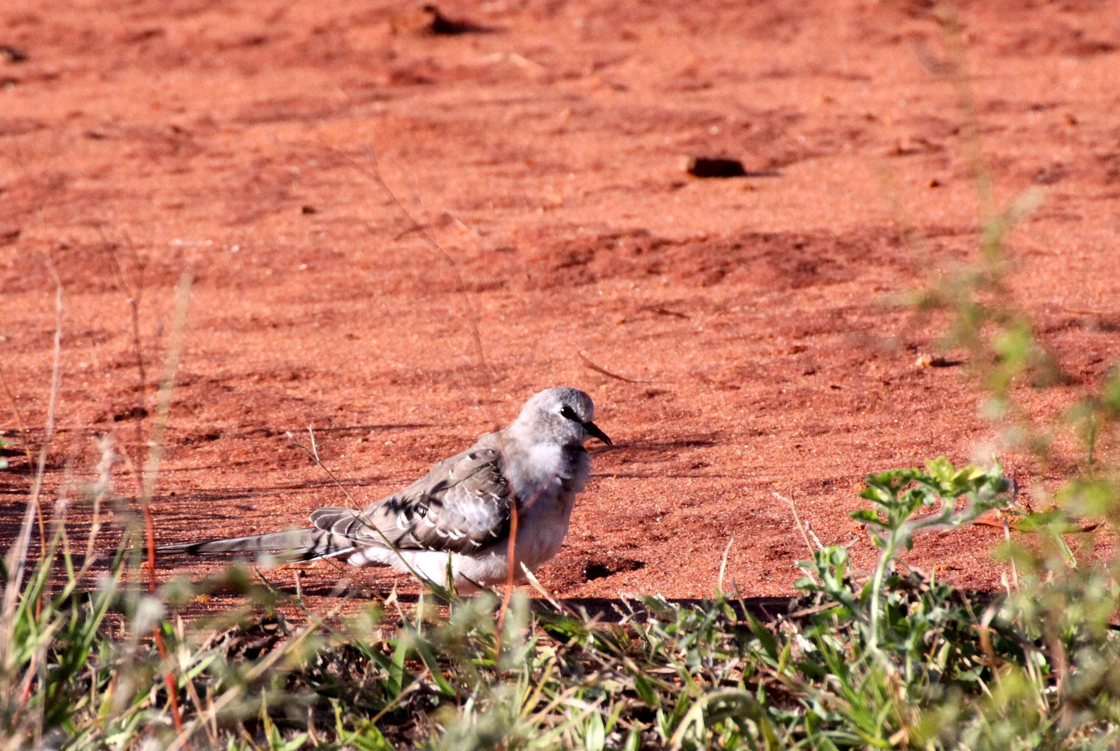Namaqua Dove (Oena capensis) Berenty Reserve Madagascar (5).JPG
