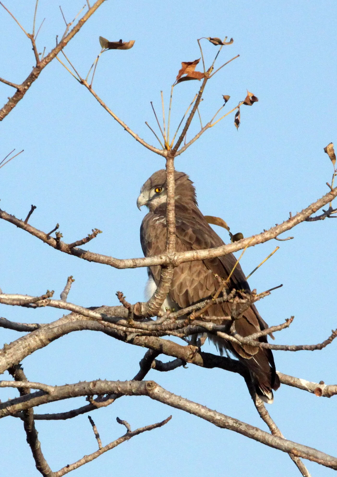 Circaetus gallicus - SHORT-TOED SNAKE EAGLE - GIR FOREST GUJARAT INDIA (15).JPG