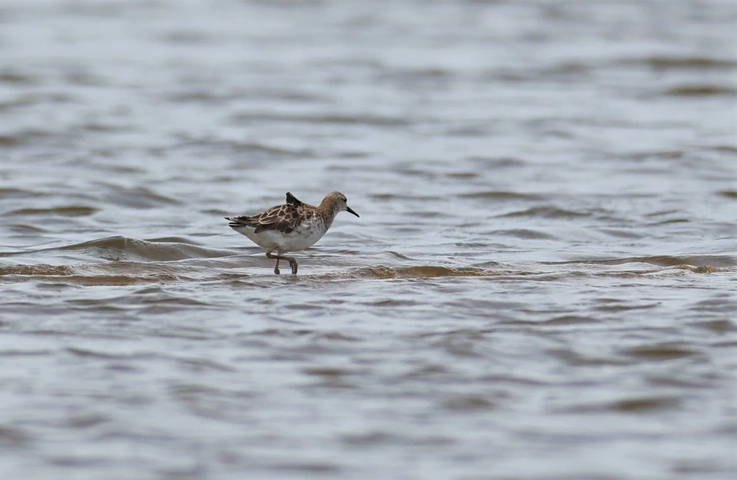 RUFF - Philomachus pugnax - CHACHOENGSAO  SALT PANS (7).jpg