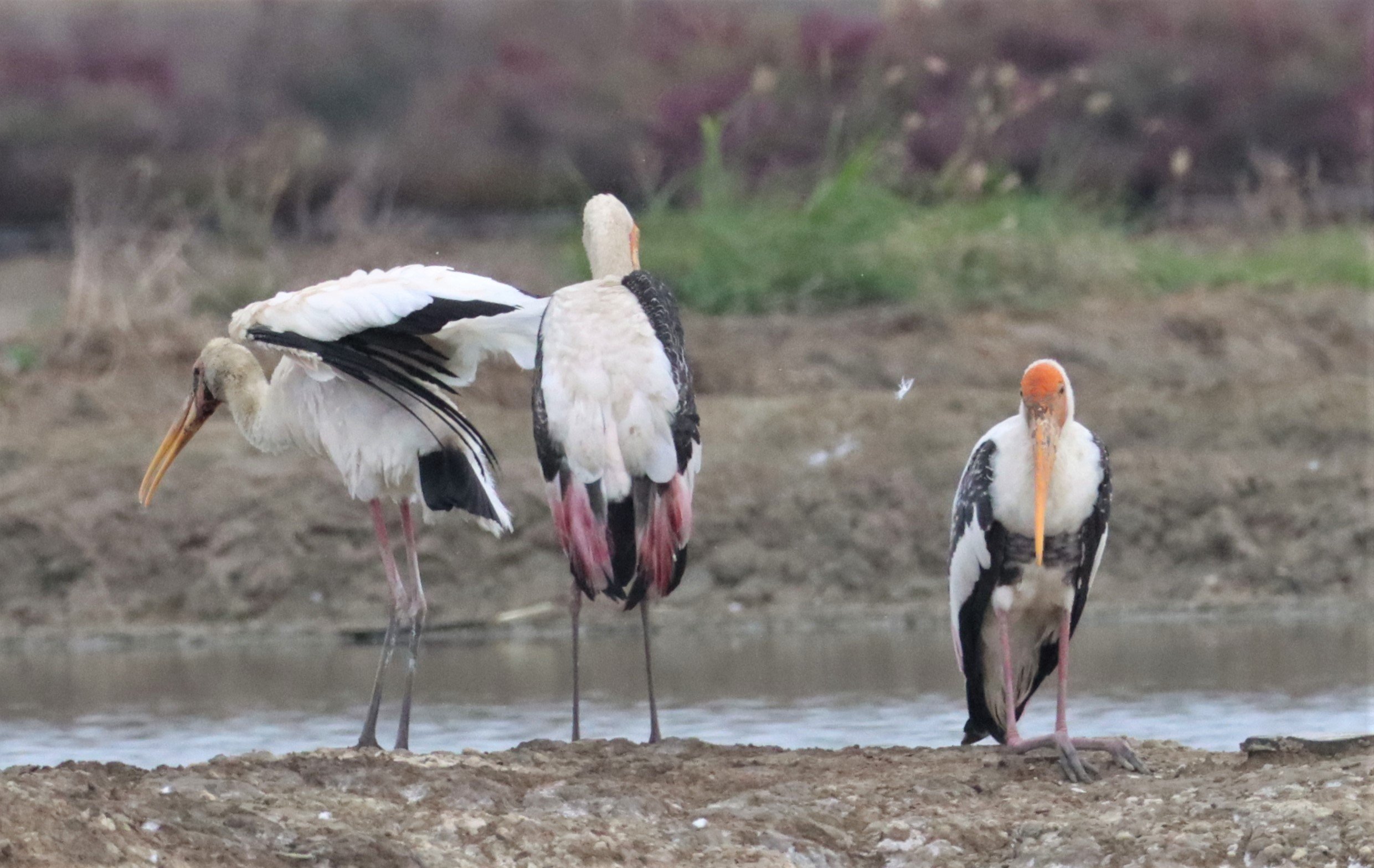 STORK - MILKY STORK - Mycteria cinerea - WITH PAINTED STORK - KHLONG TAMRU CHONBURI (5).jpg