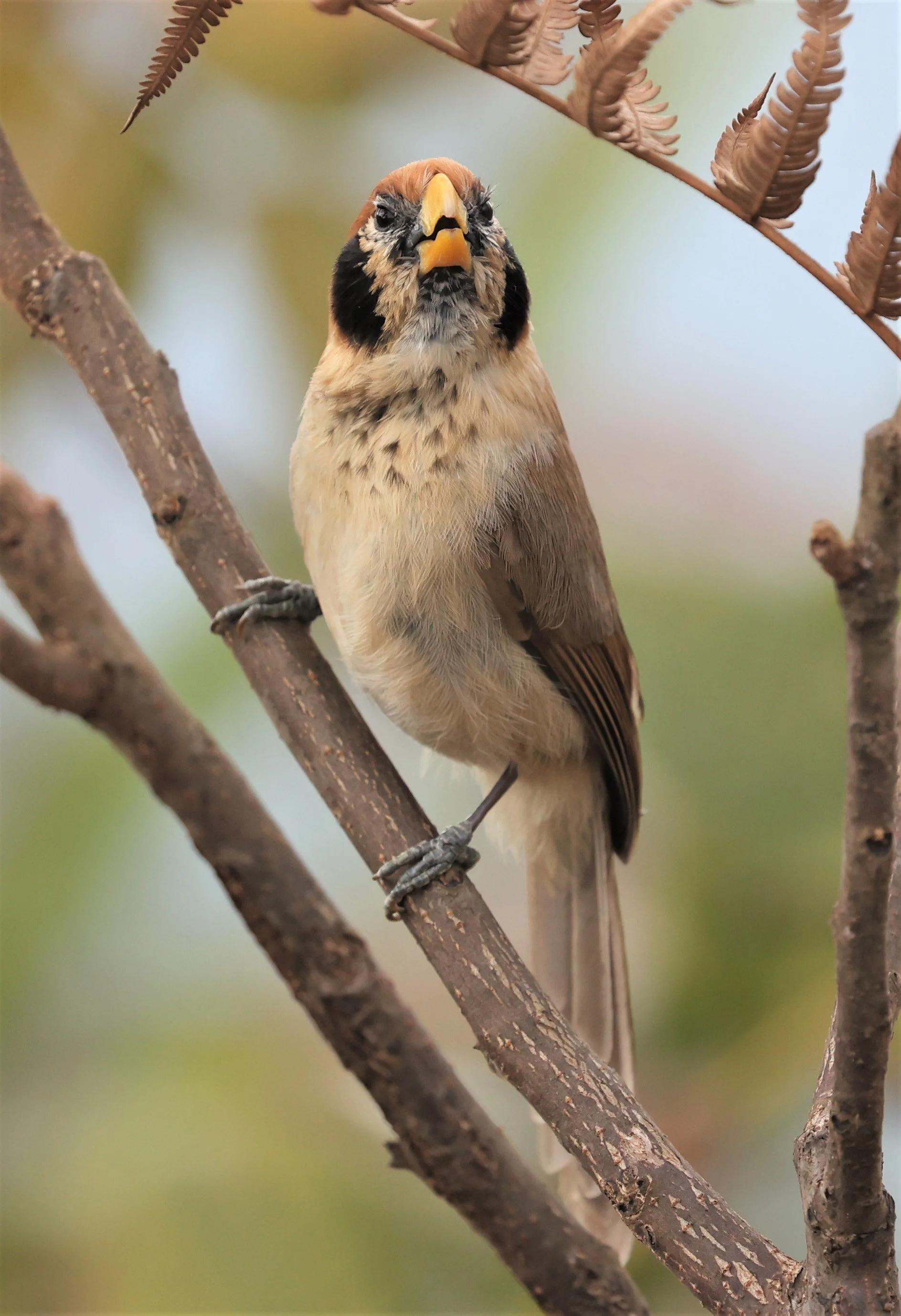 PARROTBILL - SPOT-BREASTED PARROTBILL - Paradoxornis guttaticollis - DOI LANG WEST, DOI PHA HOM POK NP, CHIANG MAI DEC 2021 (40).jpg