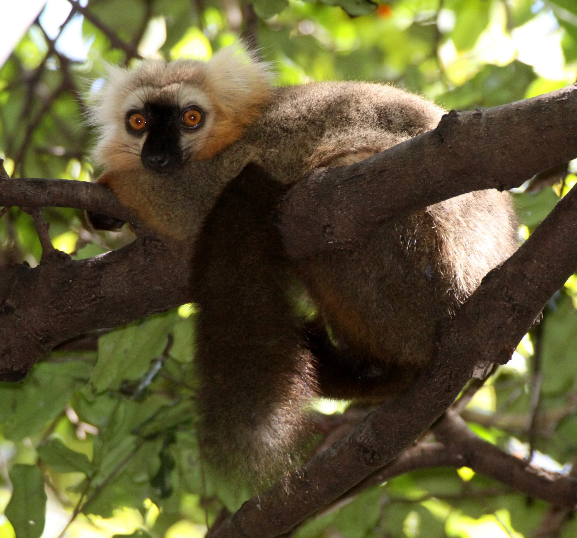 LEMURIDAE - Eulemur sanfordi - SANFORD'S BROWN LEMUR - ANKARANA NATIONAL PARK MADAGASCAR (10).JPG