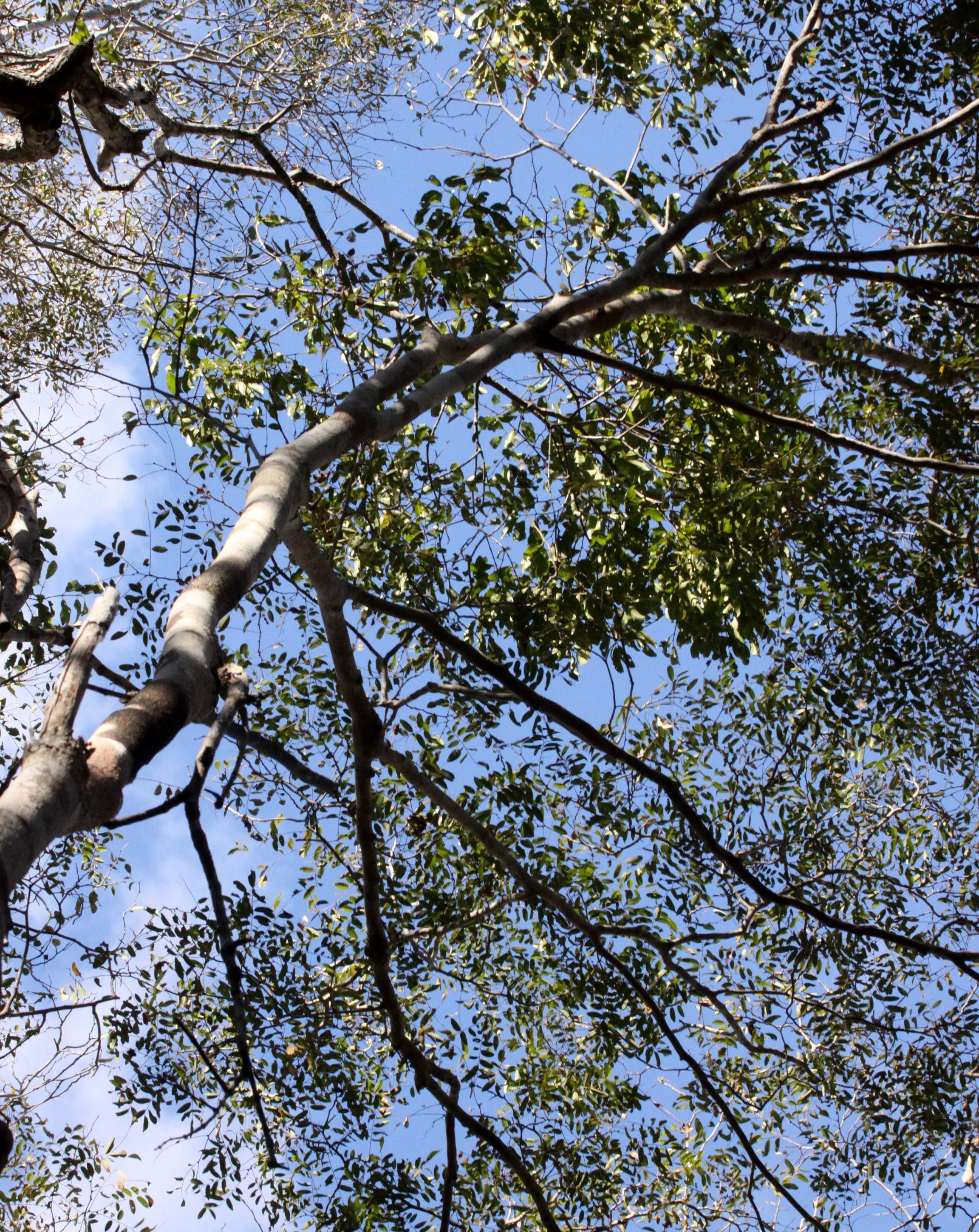 PLANT - SPECIES - KIRINDY NATIONAL PARK - MADAGASCAR (10).JPG