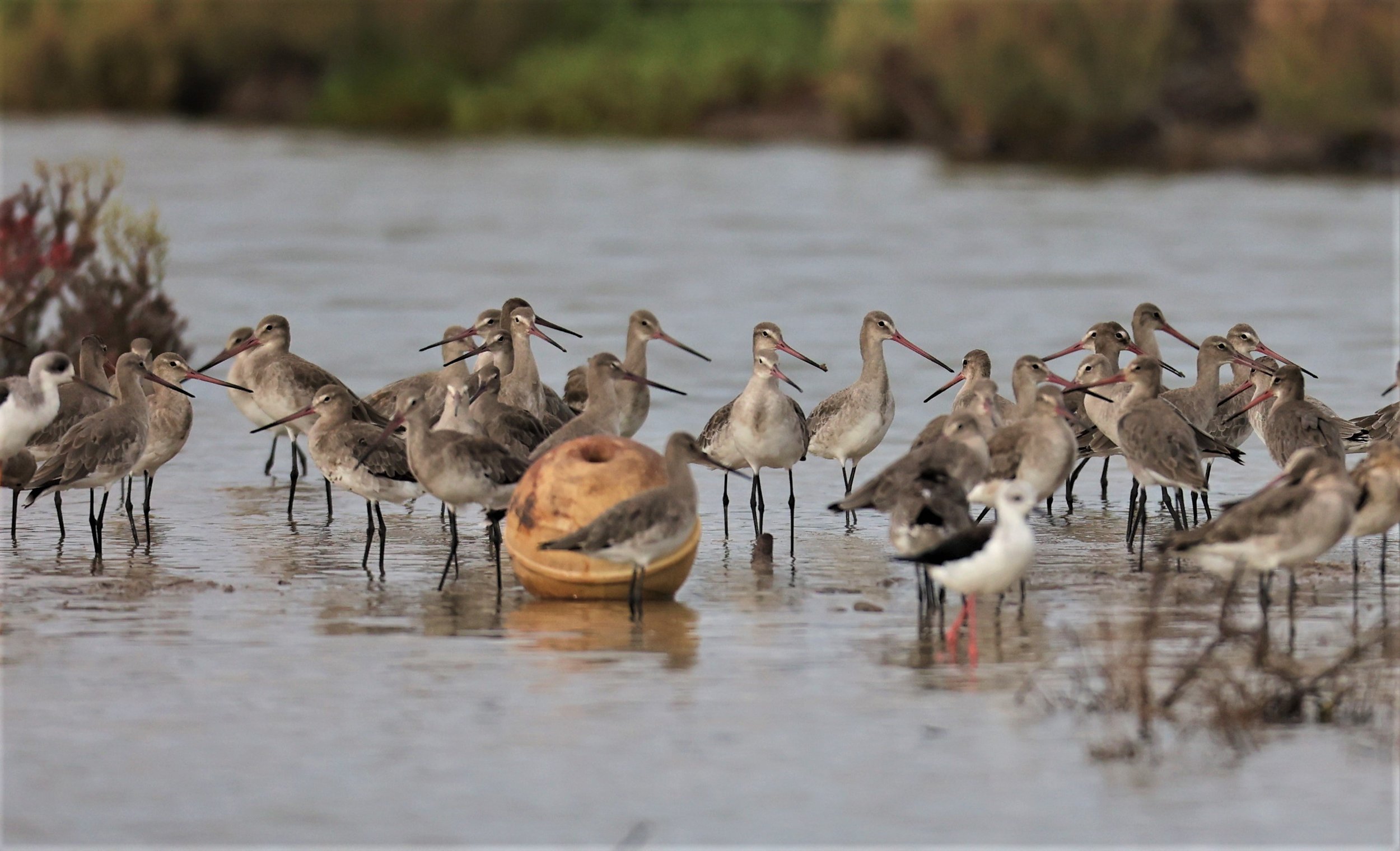 GODWIT - BLACK-TAILED GODWIT - Limosa limosa - BANG PU MANGROVE FOREST RESERVE SEP 21 21 (20).jpg
