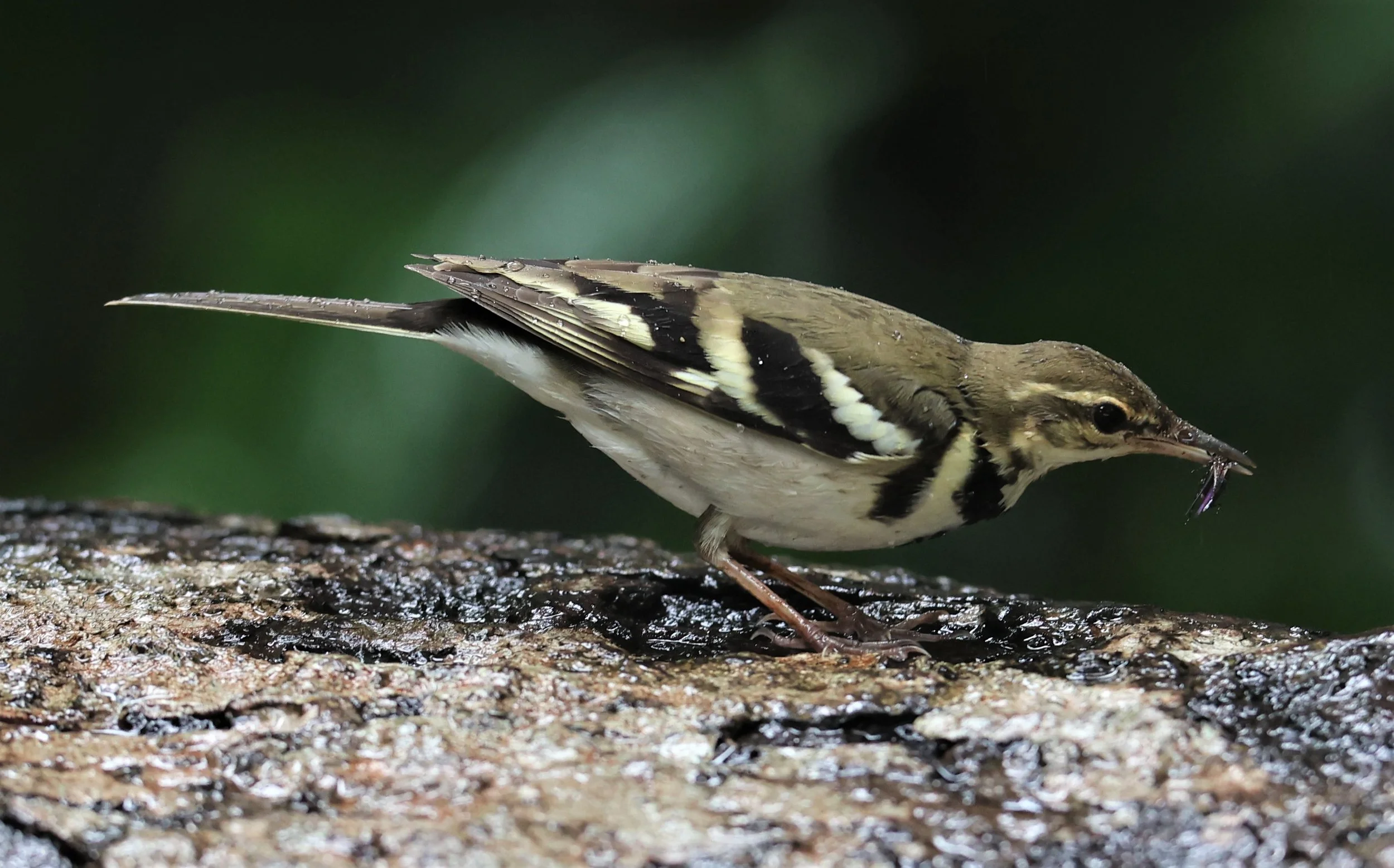 FOREST WAGTAIL - Dendronanthus indicus -KAENG KRACHAN NATIONAL PARK 16 OCT 2021 (40).jpg