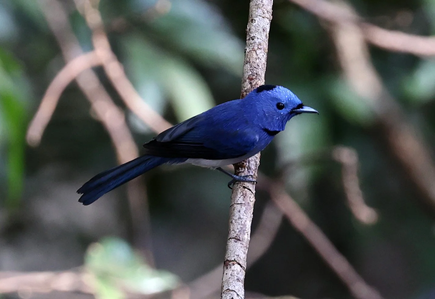 Black-naped Monarch (Hypothymis azurea) The Rock Viewpoint, Khammouane Province Laos  (3).jpg