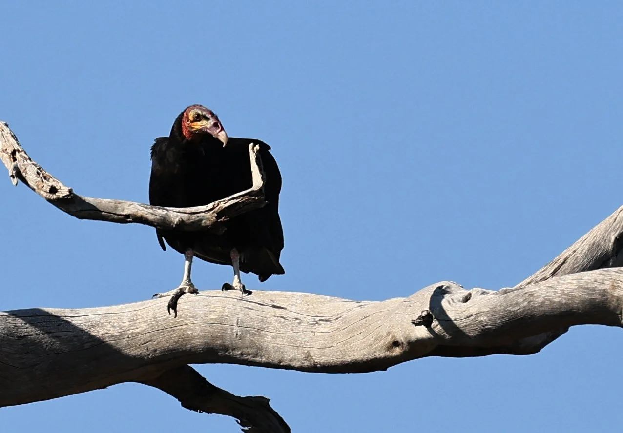 Lesser Yellow-headed Vulture (Cathartes burrovianus) Agua Dulce Paraguay (2).jpg