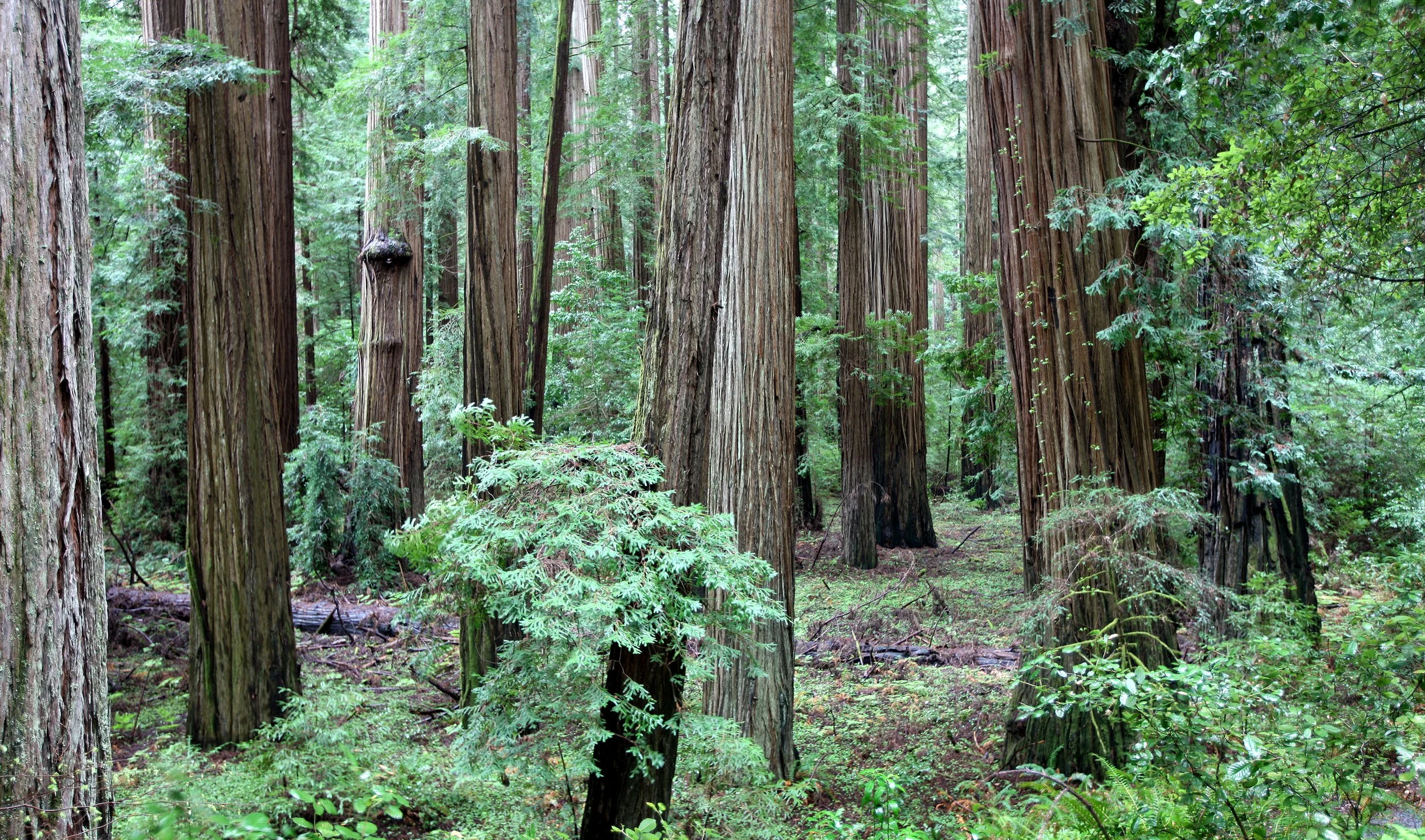 AVENUE OF THE GIANTS - HUMBOLDT REDWOODS STATE PARK CAL - ALBEE CREEK CAMPGROUNDS AREA (43).JPG