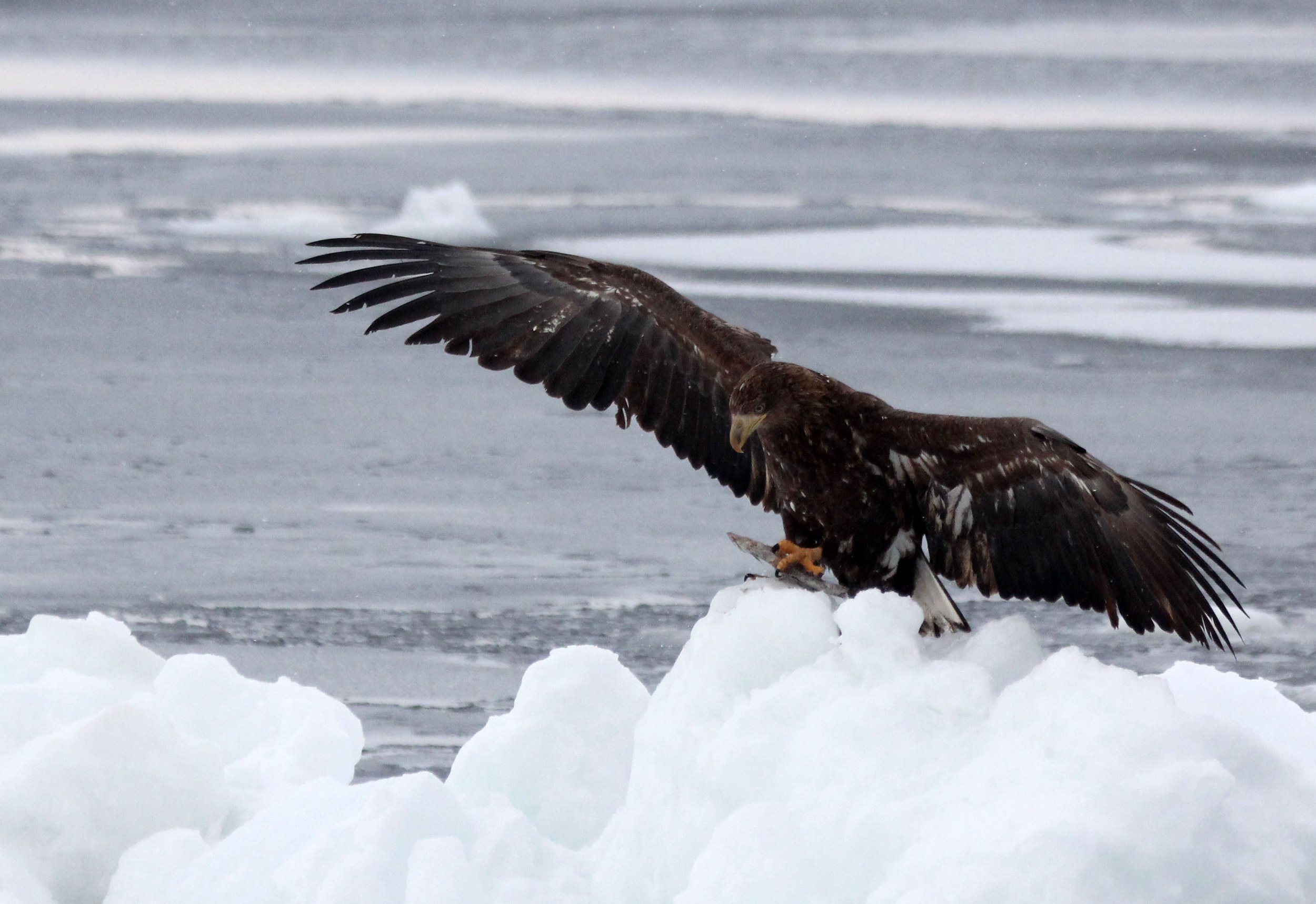 Haliaeetus albicilla - WHITE-TAILED EAGLE - RAUSU, SHIRETOKO PENINSULA, HOKKAIDO JAPAN (349).JPG