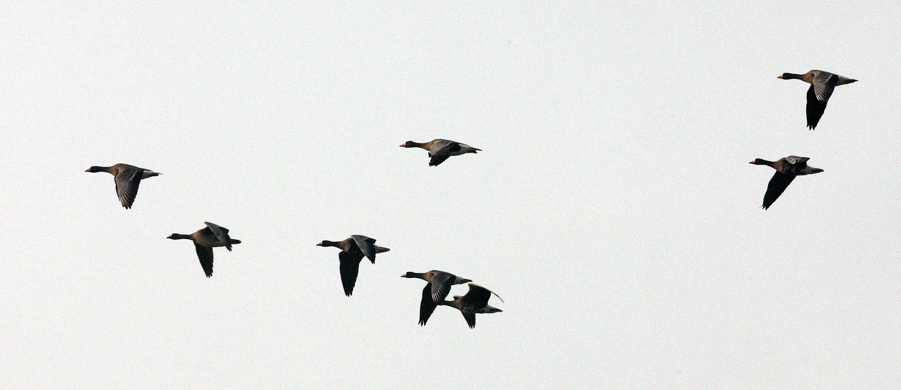 GOOSE - GREATER WHITE FRONTED - Anser albifrons - NANJI HILL RESERVE POYANG LAKE, JIANGXI PROVINCE, CHINA (27).JPG