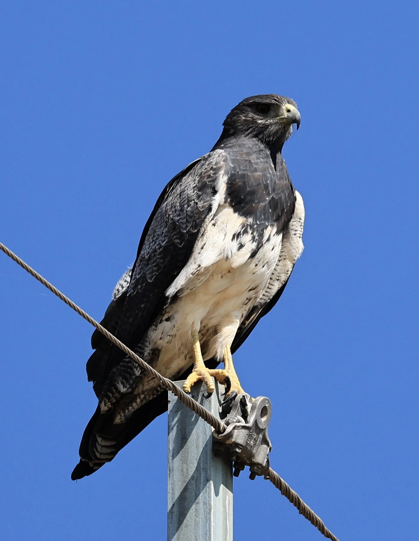 Black-chested buzzard-eagle (Geranoaetus melanoleucus) Chaco Lodge & Laguna Salada Paraguay (15).jpg