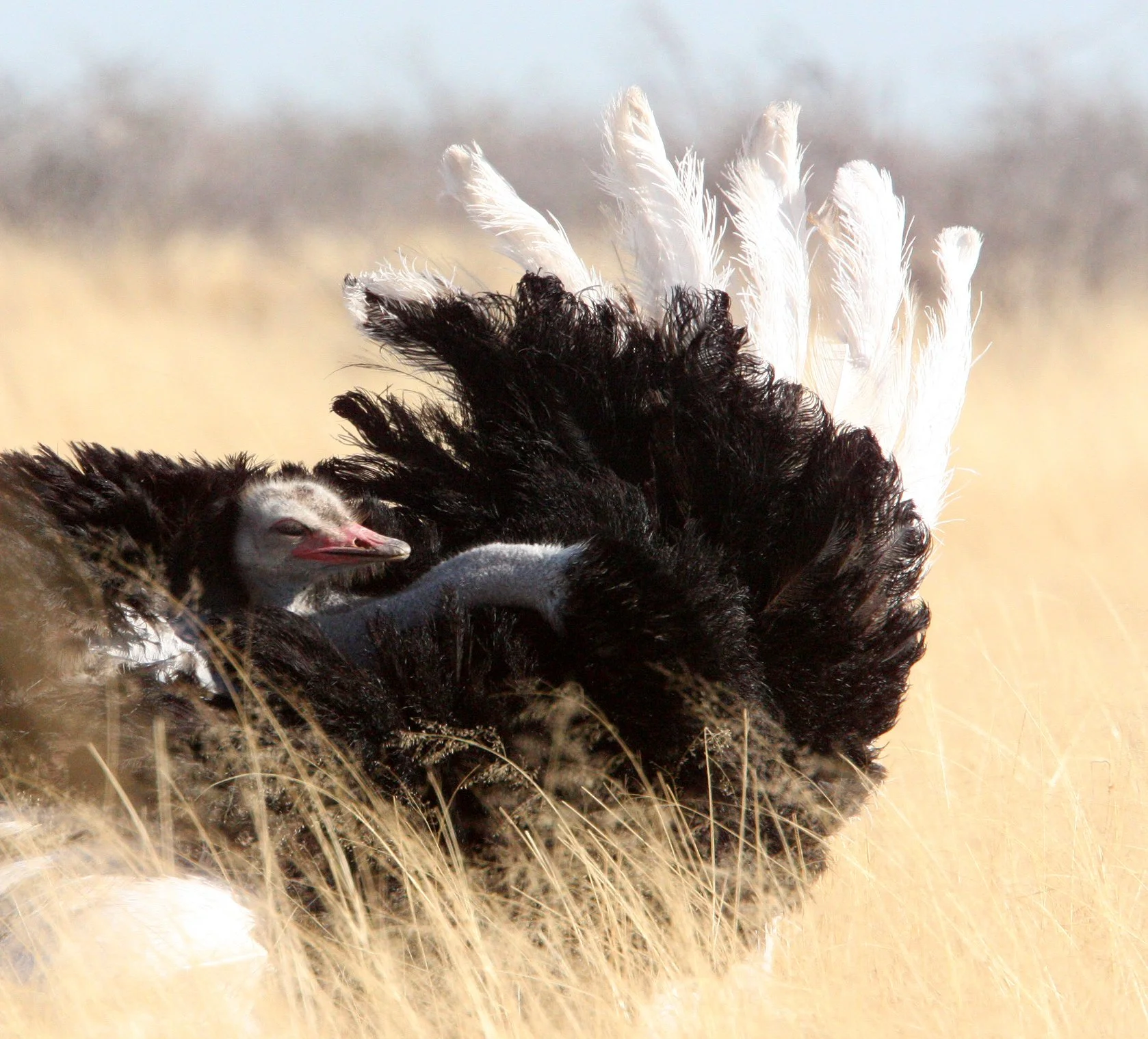Struthio camelus australis - SOUTH AFRICAN OSTRICH - ETOSHA NATIONAL PARK NAMIBIA (17).JPG