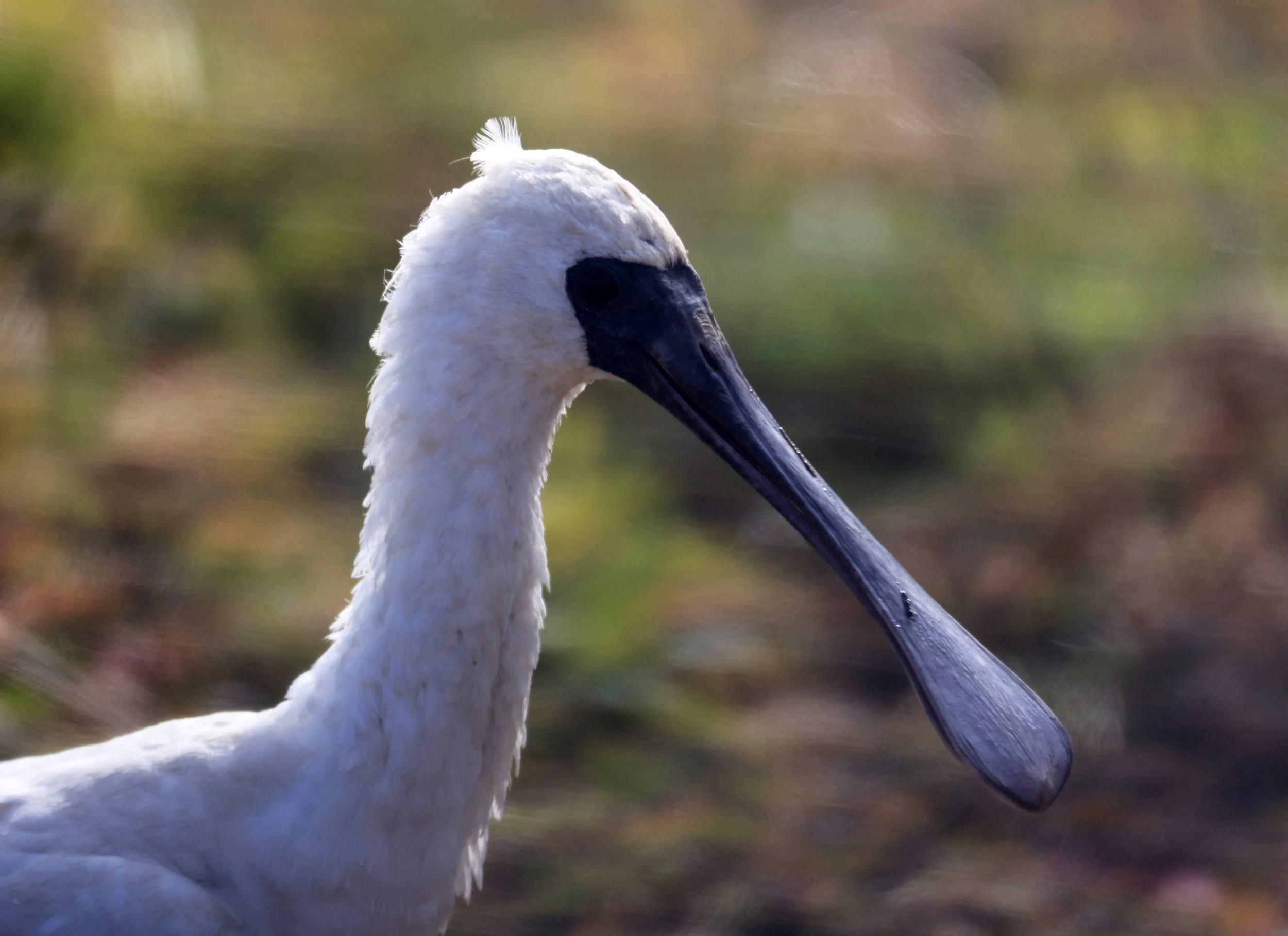 Black-faced Spoonbill (Platalea minor) Izumi Crane Center and Fields Izumi Kagoshima Japan (68).jpg