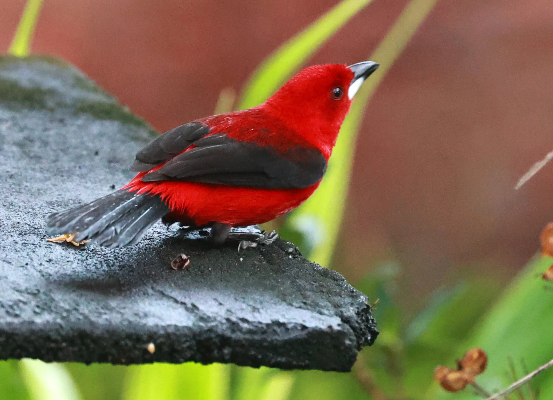 Brazilian Tanager (Ramphocelus bresilia) Superagui National Park, Brazil 
