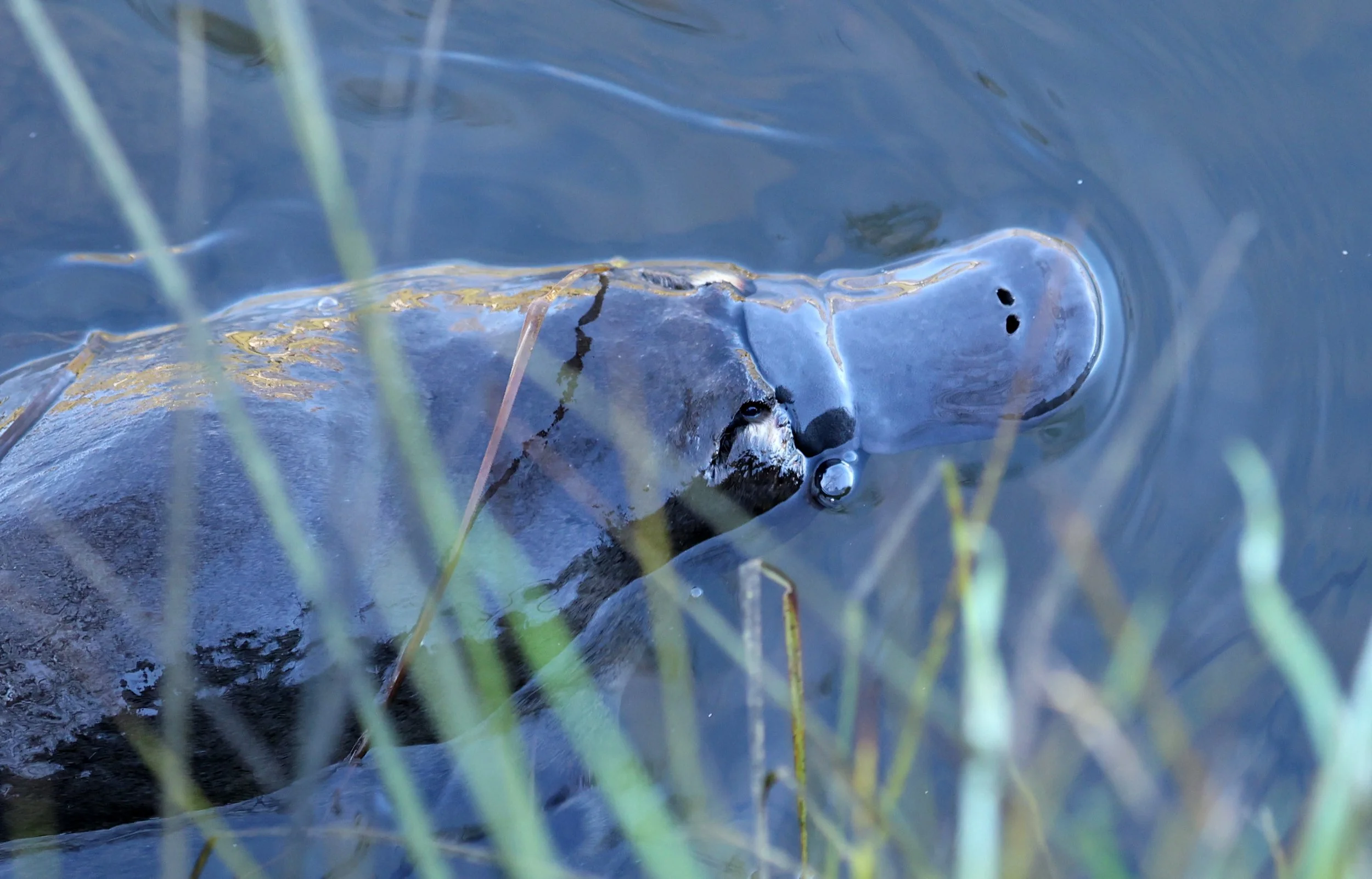 Platypus (Ornithorhynchus anatinus) Deloraine - Tasmania