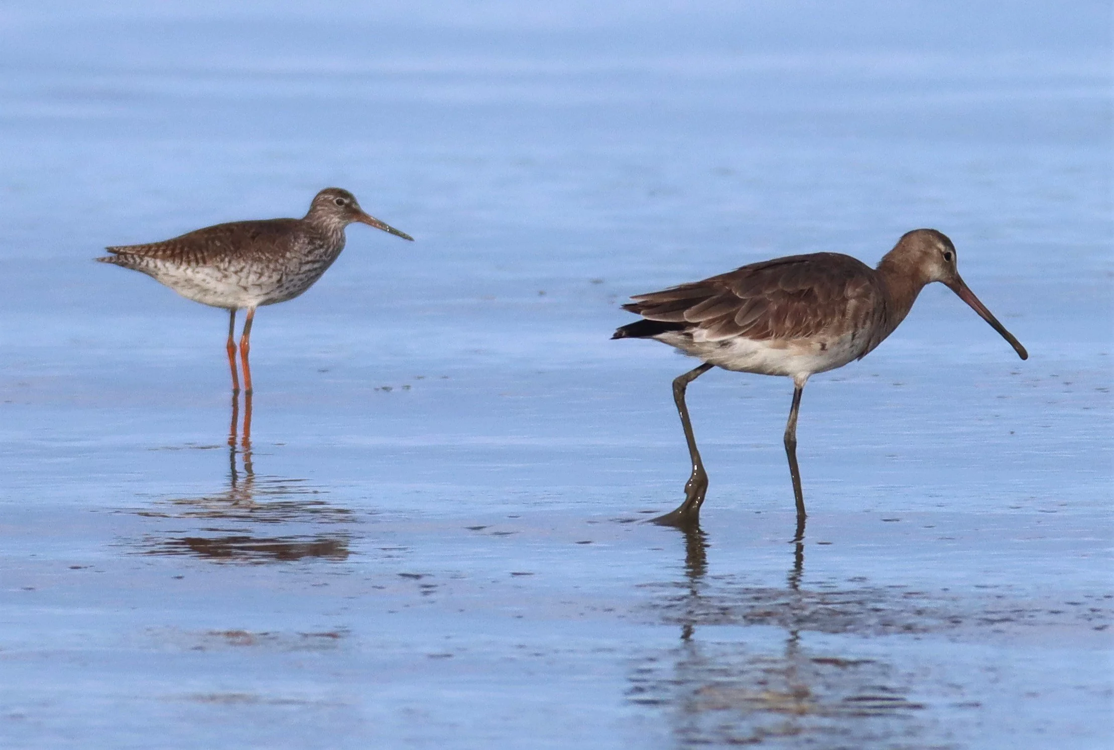 GODWIT - BLACK-TAILED GODWITS - Limosa limosa - Mangrove Forest Research Center Samut Sakorn (15).jpg