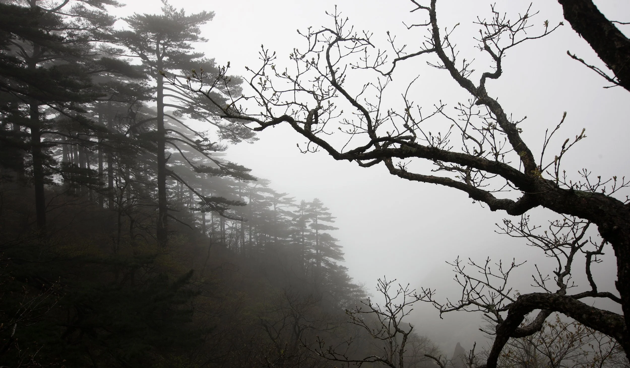 HUANGSHAN NATIONAL PARK ANHUI PROVINCE CHINA (206).JPG