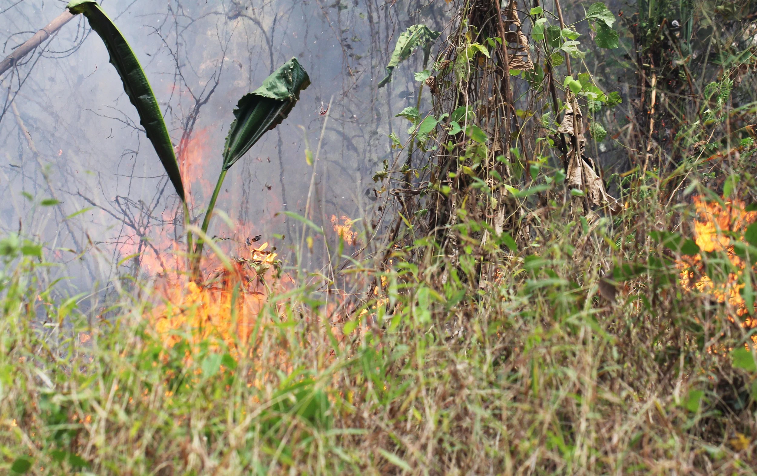 HUAI MAI DEE - HUAI KHA KHAENG - THAILAND (26).JPG