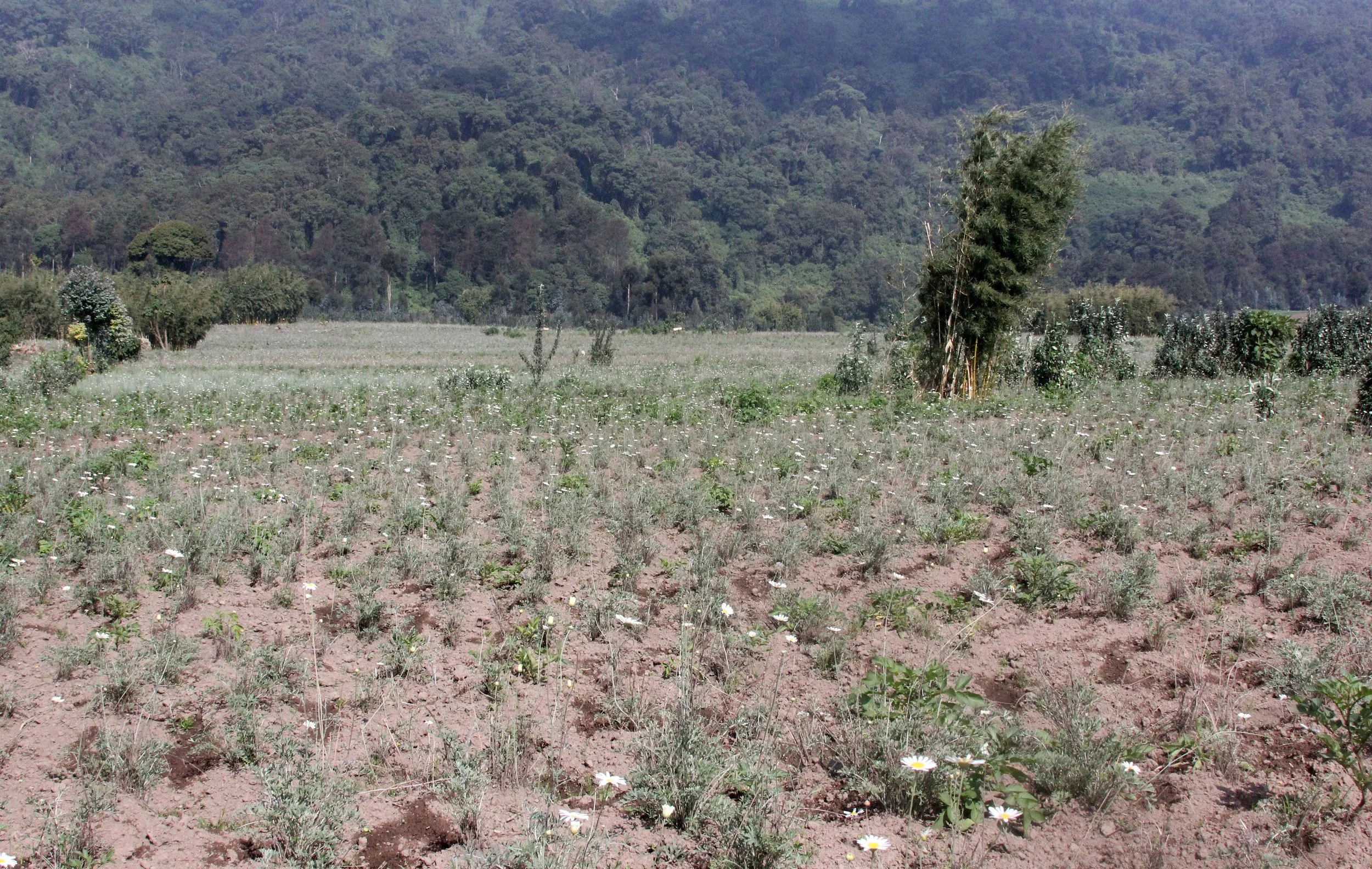 PARC DU VULCANS RWANDA 2012 (159).JPG