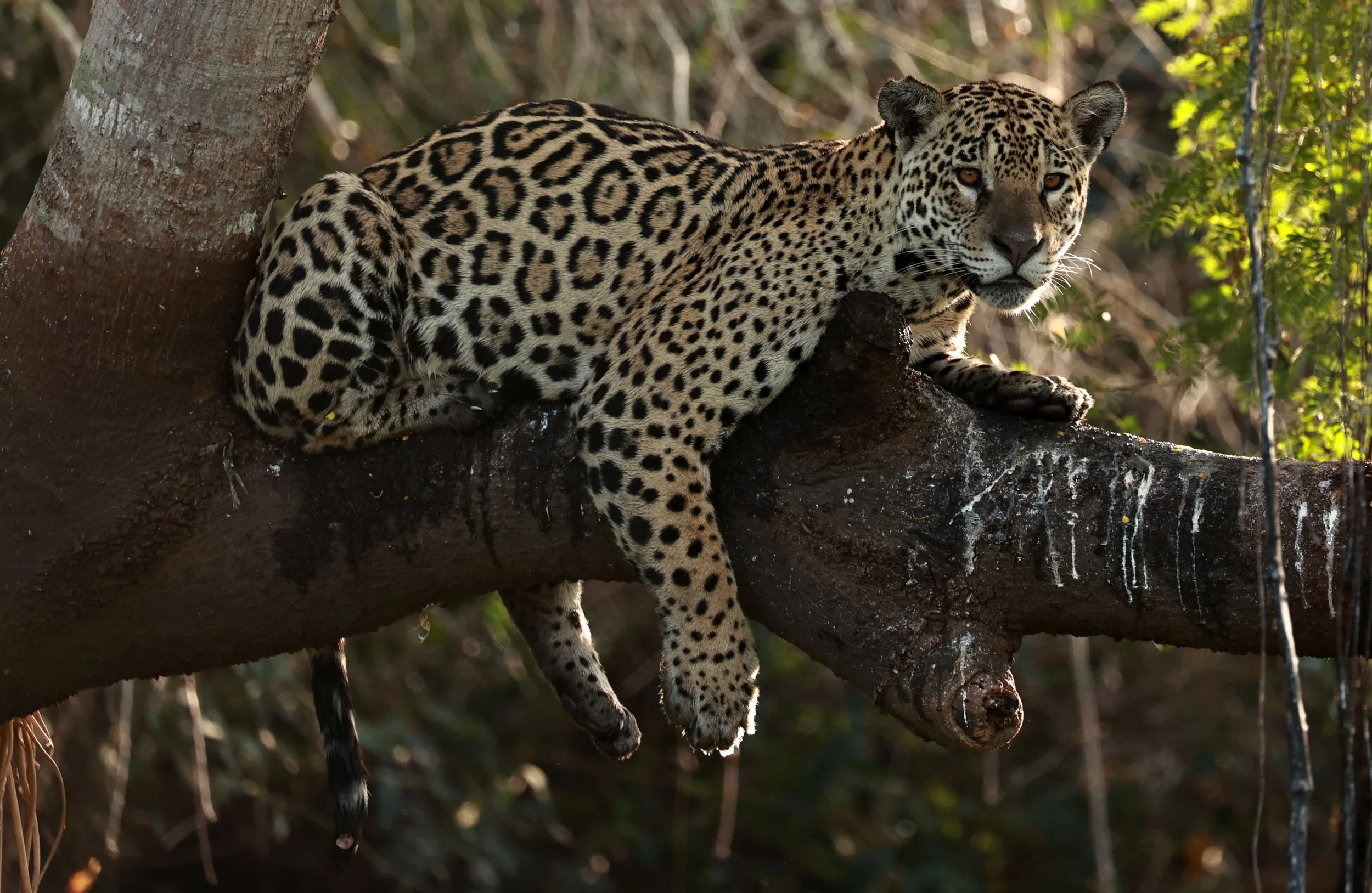 Panthera onca - Jaguar - Pantanal, Encontro das Águas State Park, Porto Jofre, Cuiaba River, Brazil (446).jpg