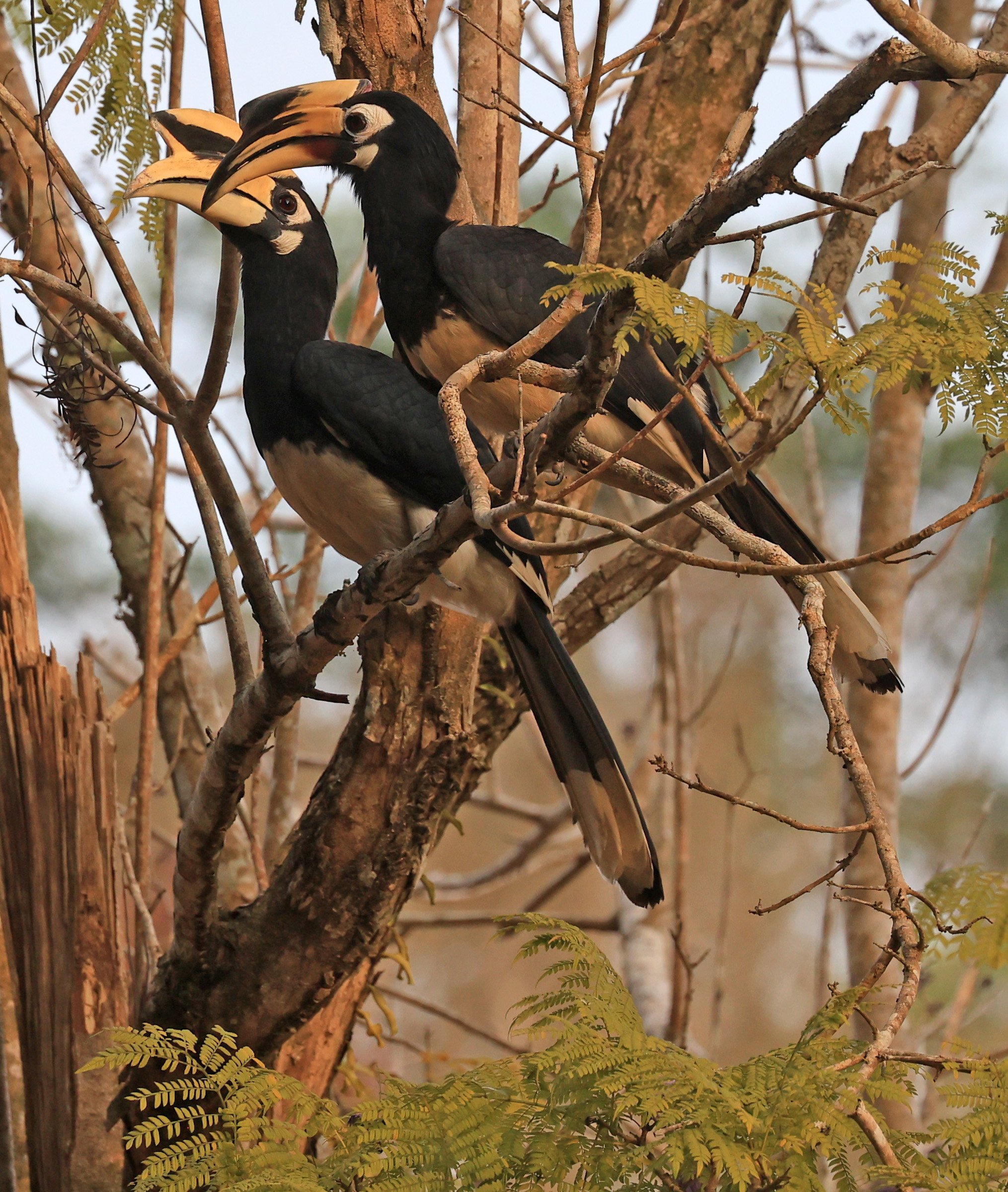 Oriental pied hornbill (Anthracoceros albirostris) Khao Yai National Park Feb 2026 Day 3 (25).jpg