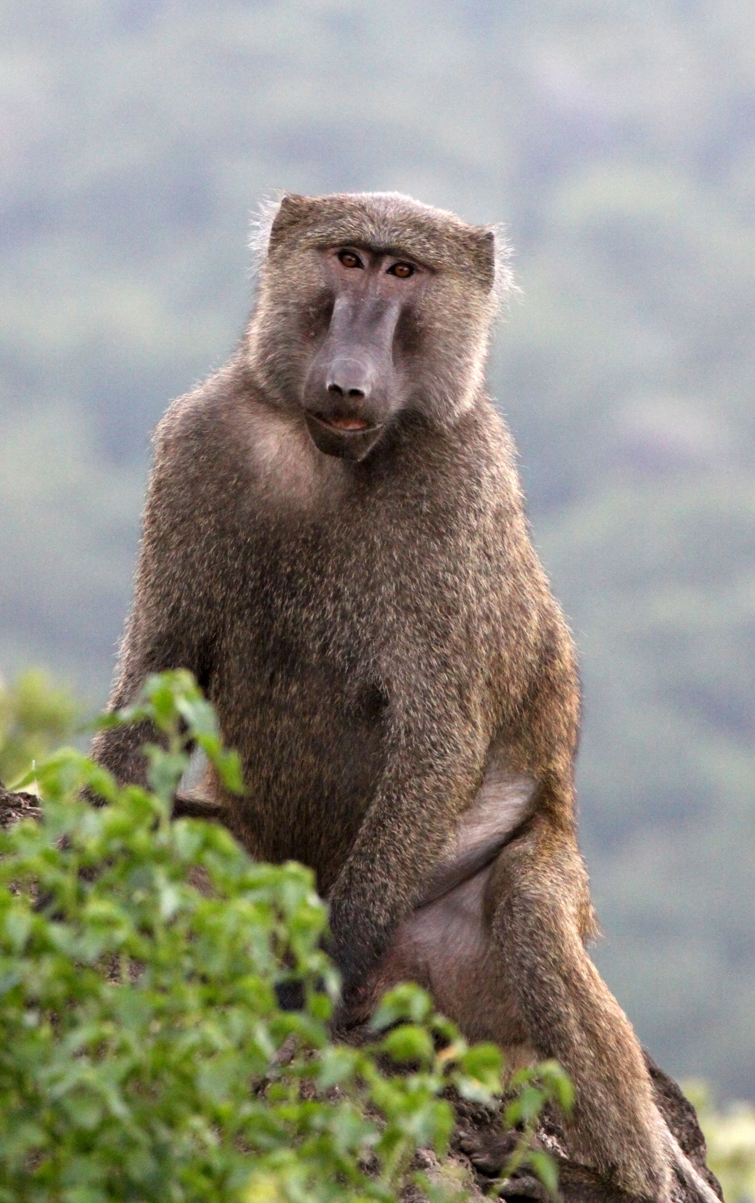 CERCOPITHECIDAE - Papio anubis - OLIVE BABOON - ARBAMINCH ETHIOPIA (11).JPG