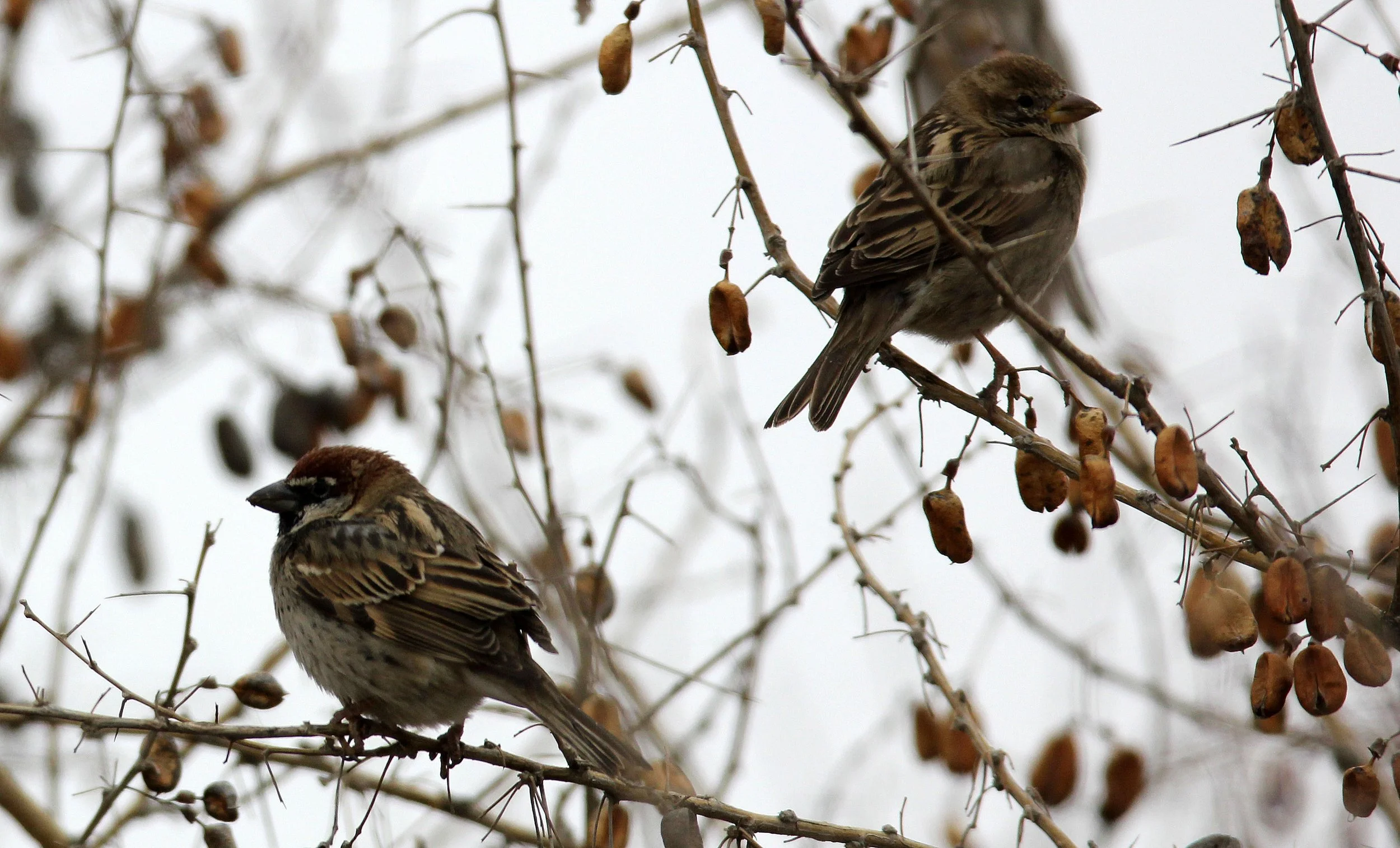 Spanish Sparrow (Passer hispaniolensis) Wutong Guo Desert Attraction Xinjiang China (1).JPG