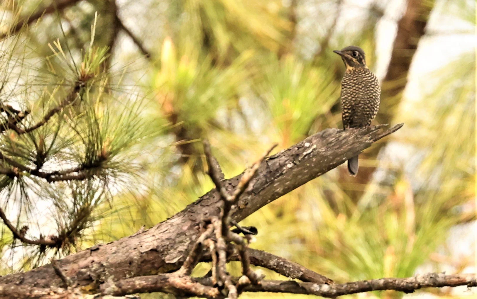 ROCK-THRUSH - CHESTNUT-BELLIED ROCK-THRUSH - Monticola rufiventris - KIEW LOM CAMPGROUND, DOI PHA HOM POK NATIONAL PARK CHIANG MAI (1).jpg