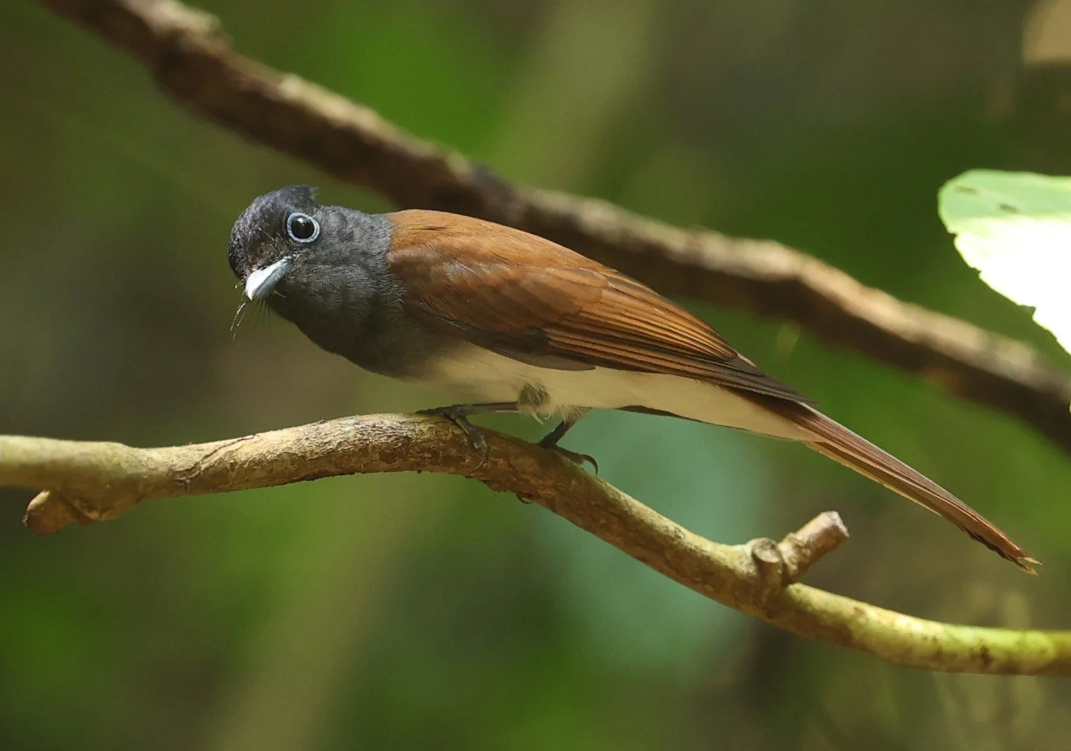 PARADISE-FLYCATCHER - JAPANESE PARADISE-FLYCATCHER - Terpsiphone atrocaudata - KRUNG CHING, KHAO LUANG NP NST, APRIL 2022 (6).jpg