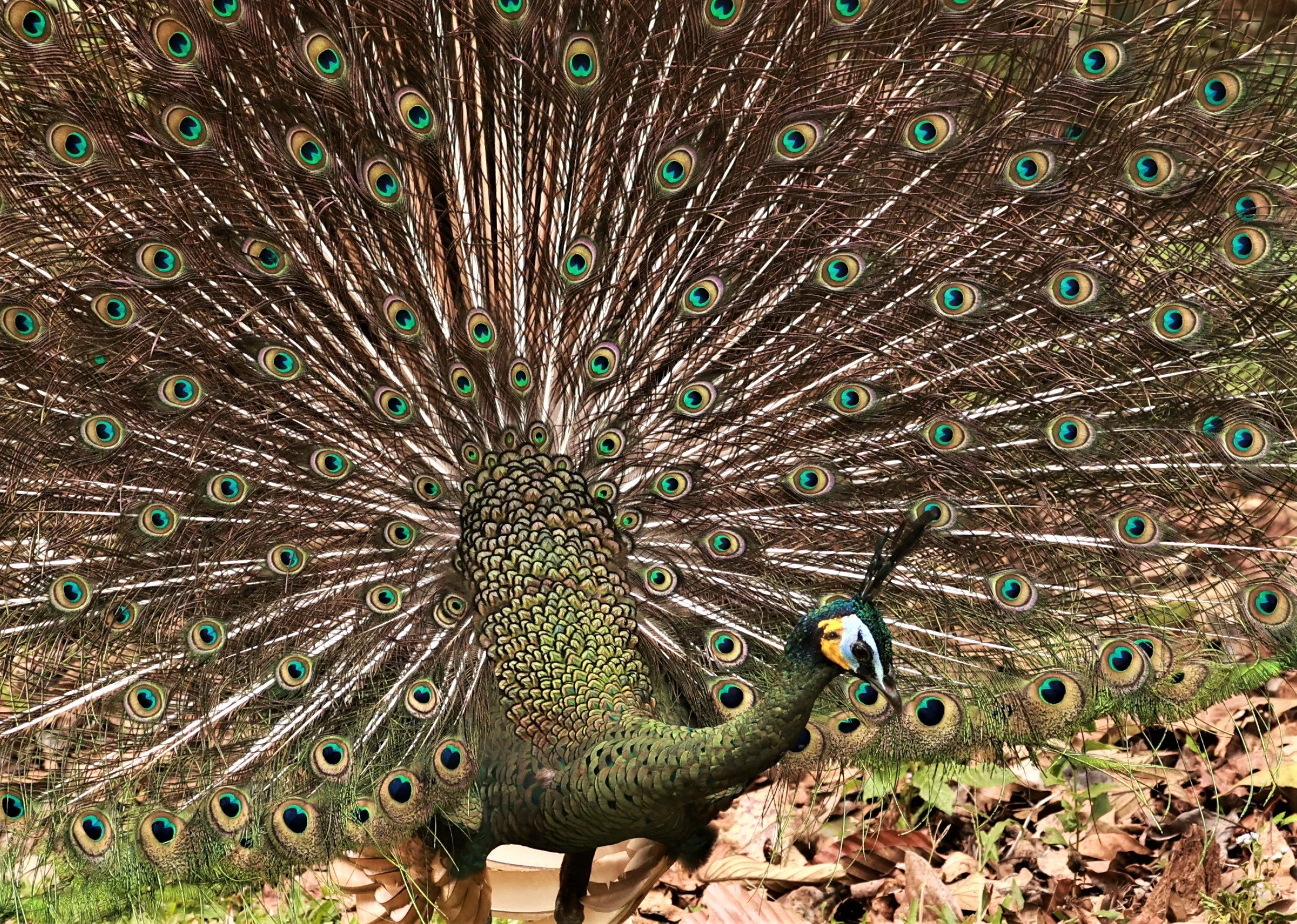 PHEASANT - GREEN PEAFOWL - Pavo muticus - PHU KHIEO WILDLIFE SANCTUARY LOEI PROVINCE (35).jpg