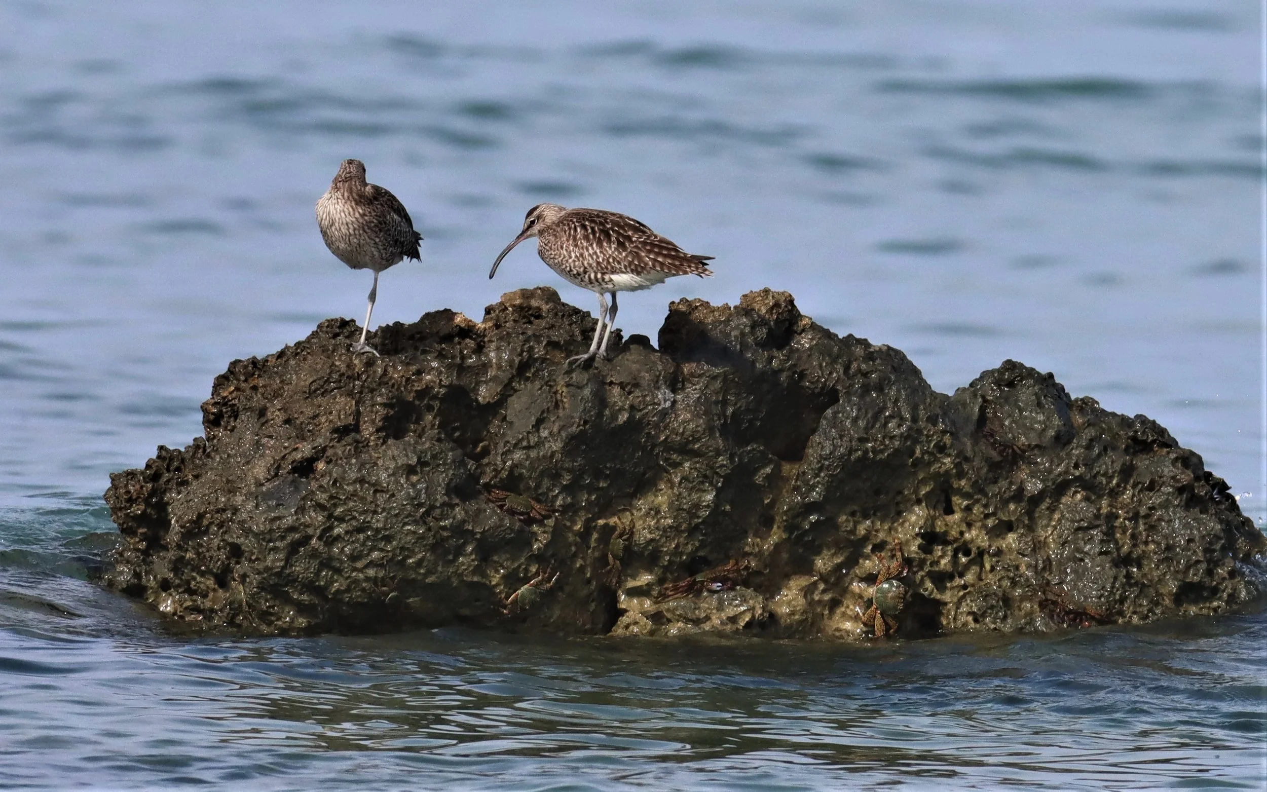WHIMBREL - Numenius phaeopus - LAEM PAKARAM  PHANG NGA (33).jpg