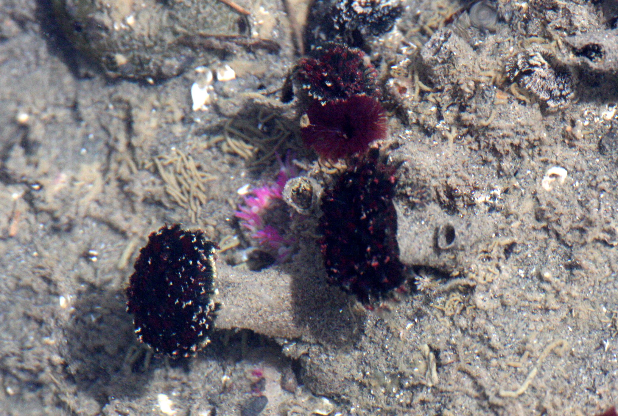 INVERT - MARINE INTERTIDAL - ANNELID - TUBEWORM SPECIES - BEACH FOUR TIDE POOLS ONP (3).JPG