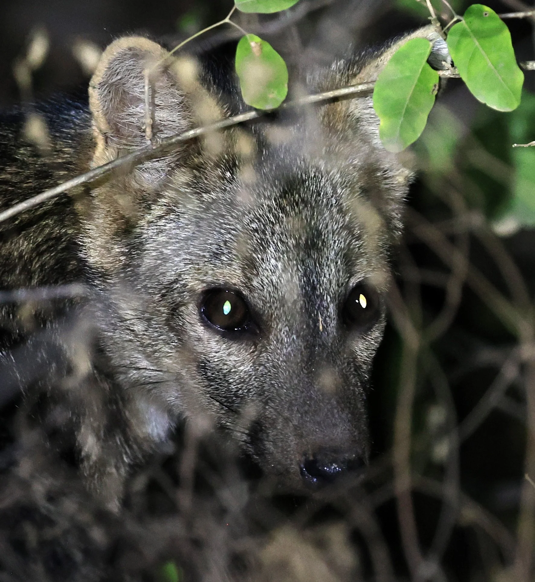 Crab-eating Fox (Cerdocyon thous) Agua Dulce Paraguay (57).jpg
