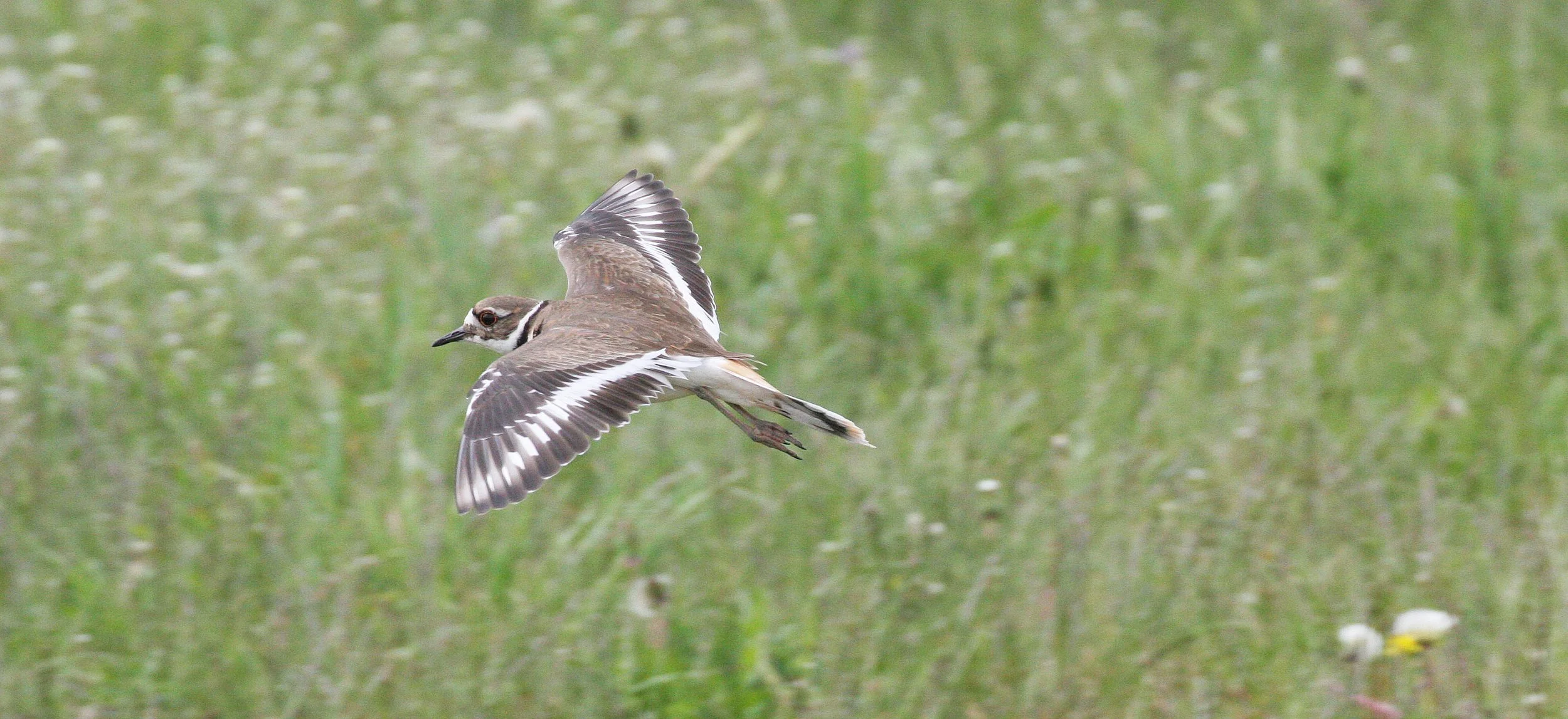 BIRD - KILLDEER - SEQUIM WA (24).JPG