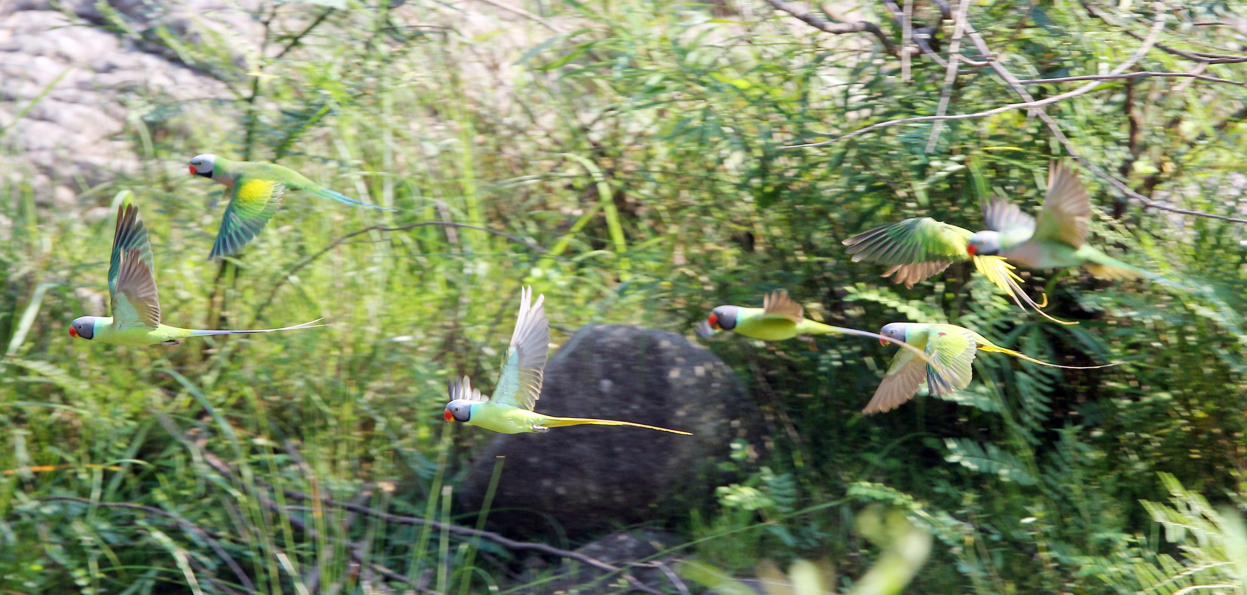 BIRD - PARAKEET - RED BREASTED, GREY-HEADED PARAKEETS & VERNAL HANGING PARROT -  HUAI KHA KHAENG NATURE RESERVE - THAILAND (38).JPG