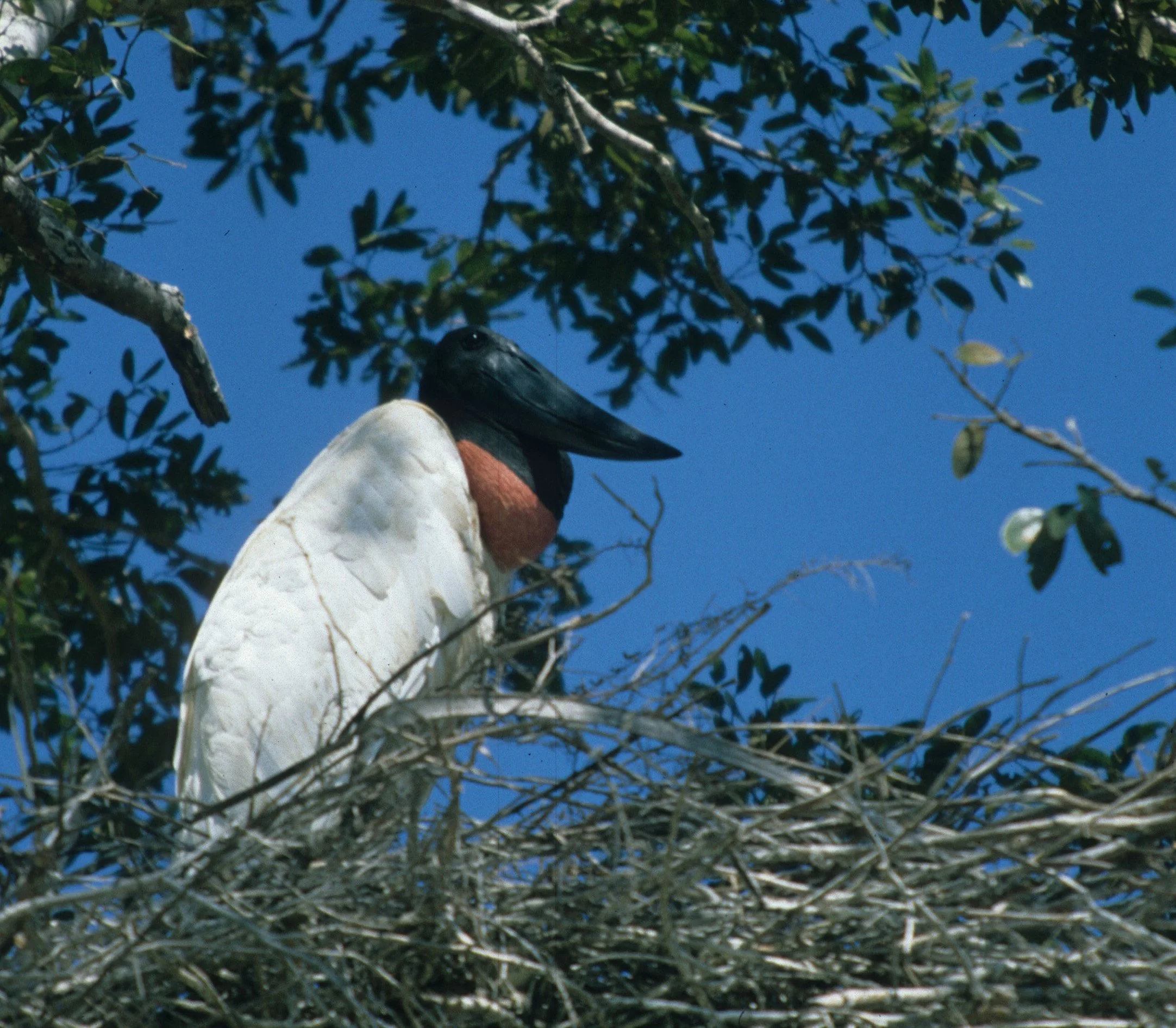 STORK - JABIRU - Jabiru mycteria - PANTANAL BRAZIL - MATTO GROSSO (20).jpg