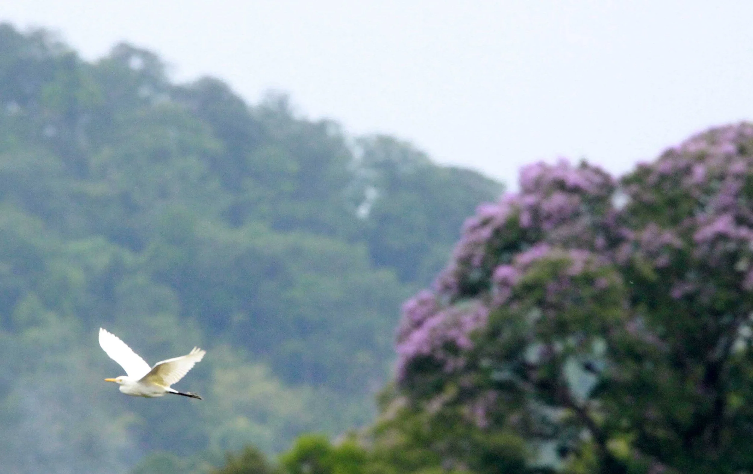 EGRET - INTERMEDIATE EGRET - EGRET - Mesophoyx intermedia - CAT TIEN NATIONAL PARK VIET NAM (2).JPG