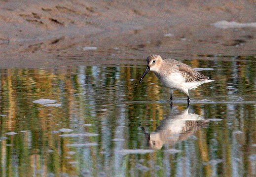 BIRD - DUNLIN -  NANKOU, RUDONG, CHINA (4).JPG