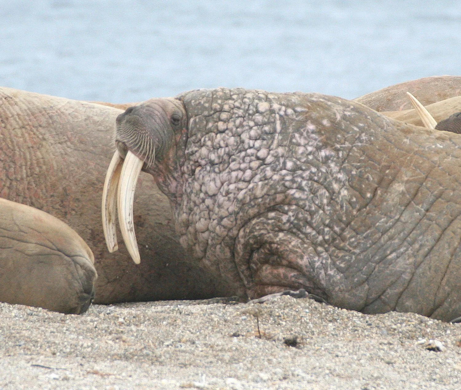 PINNIPED - WALRUS - ATLANTIC WALRUS - SVALBARD (166).jpg