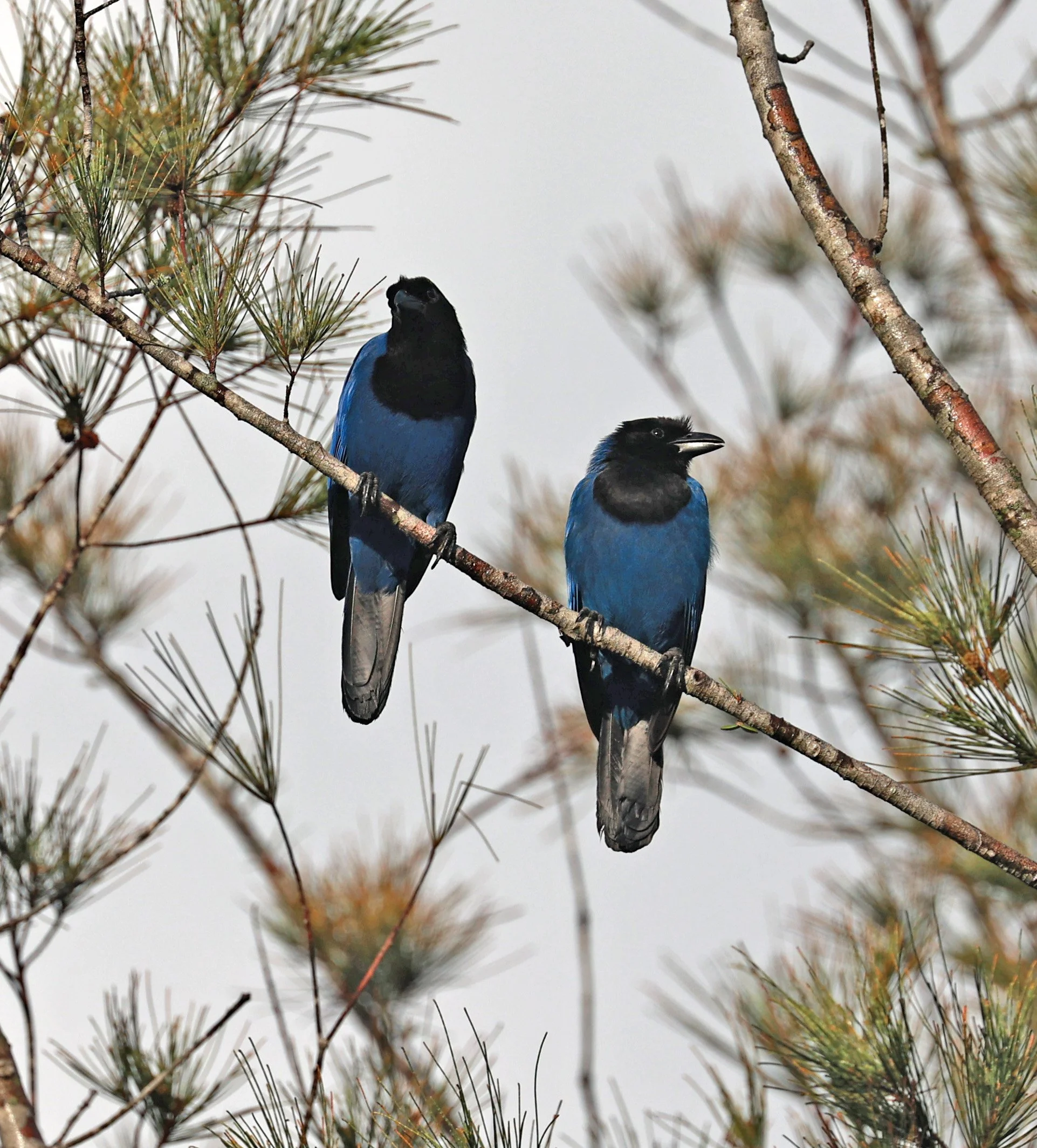 Azure Jay (Cyanocorax caeruleus) Superagui National Park, Brazil (17).jpg