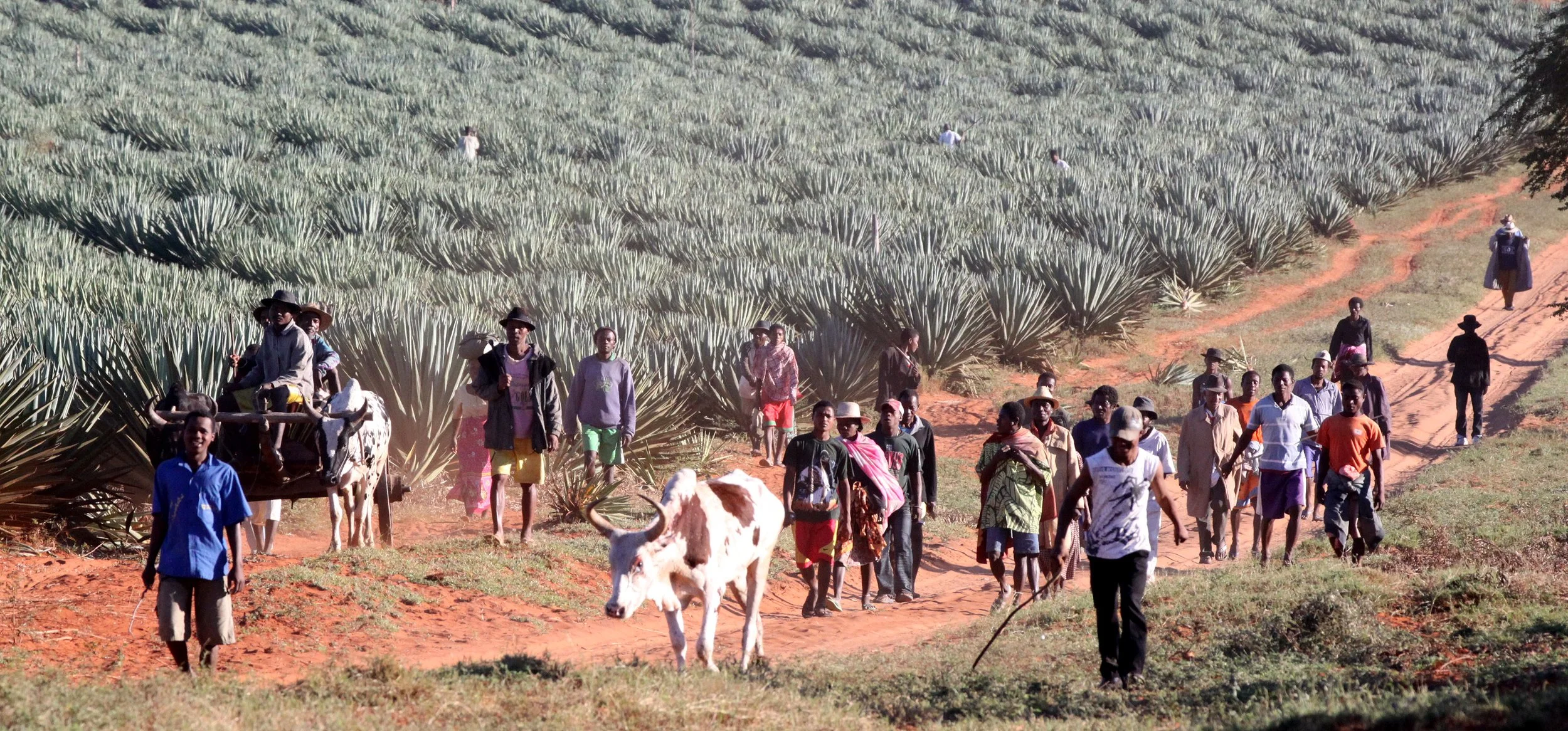 BERENTY RESERVE MADAGASCAR - AGAVE SISLANA PLANTATION (6).JPG