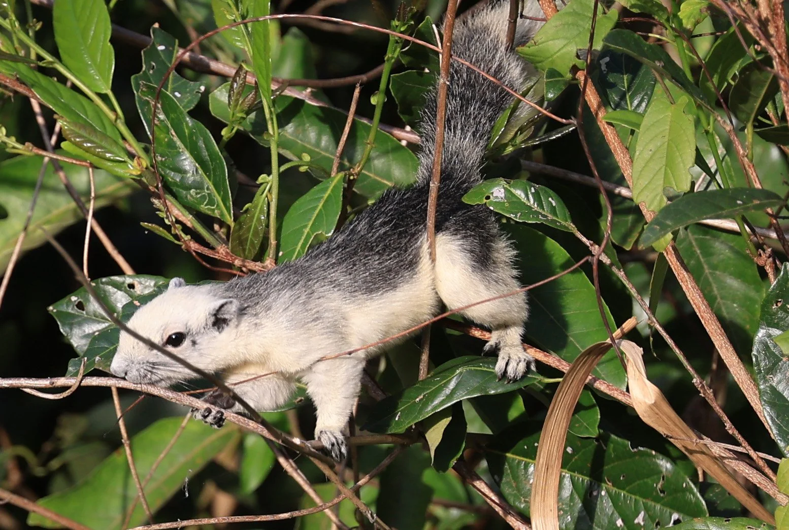 Finlayson's squirrel (Callosciurus finlaysonii bocourti) Khao Yai National Park (9).JPG