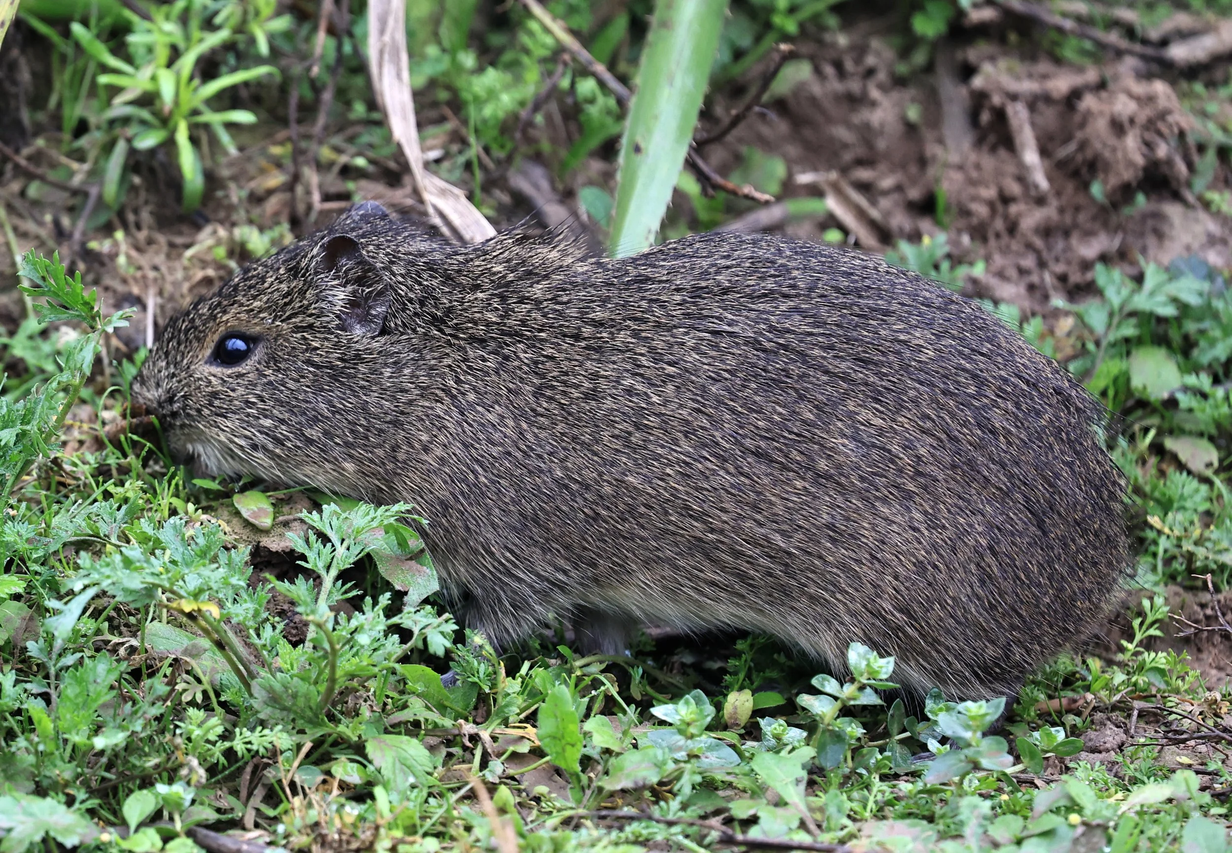 Brazilian Guinea Pig or Cavy (Cavia aperea) Reserva Natural Ceibas, Entre Rios, Argentina (168).jpg